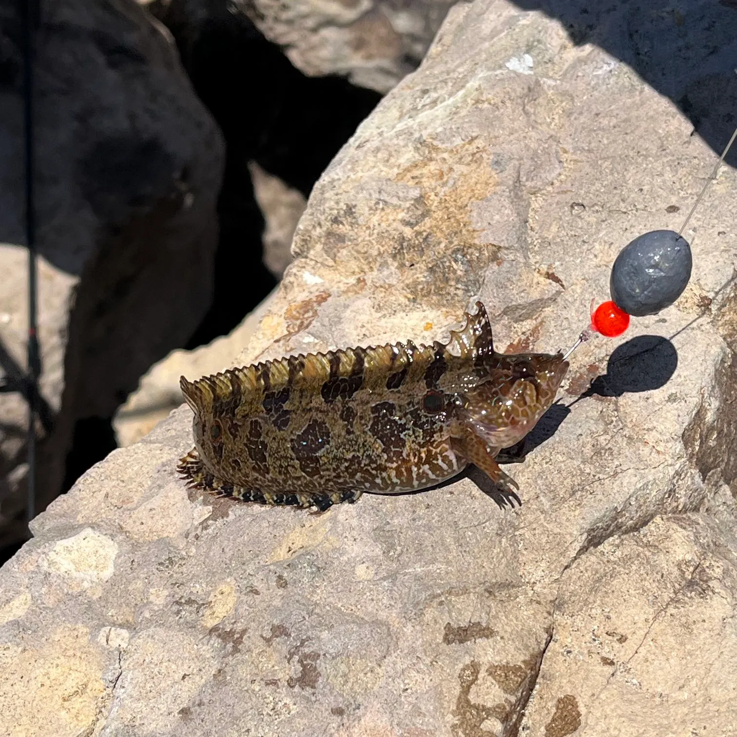 The most recent Giant kelpfish catches on Fishbrain