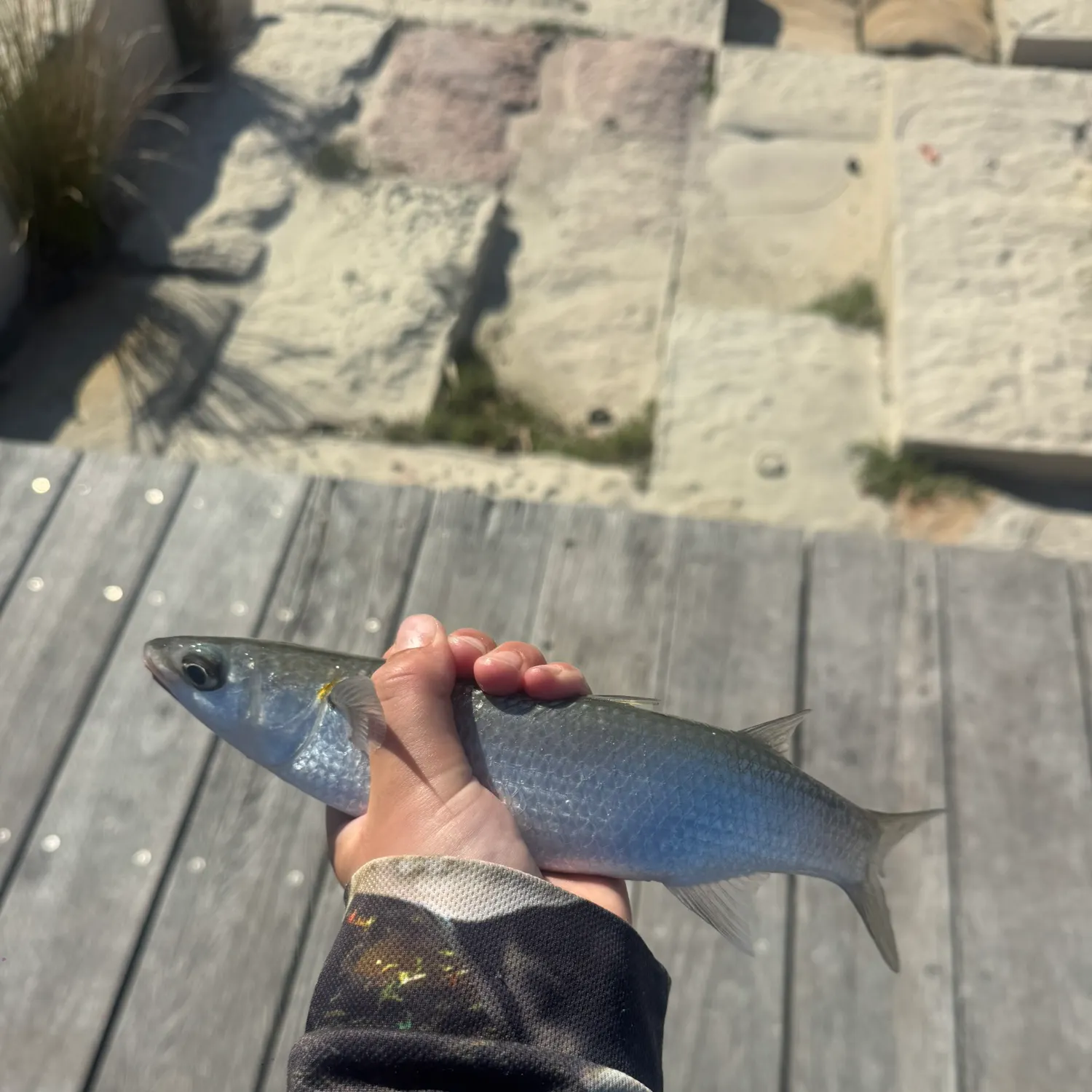 Striped mullet caught on Fishbrain