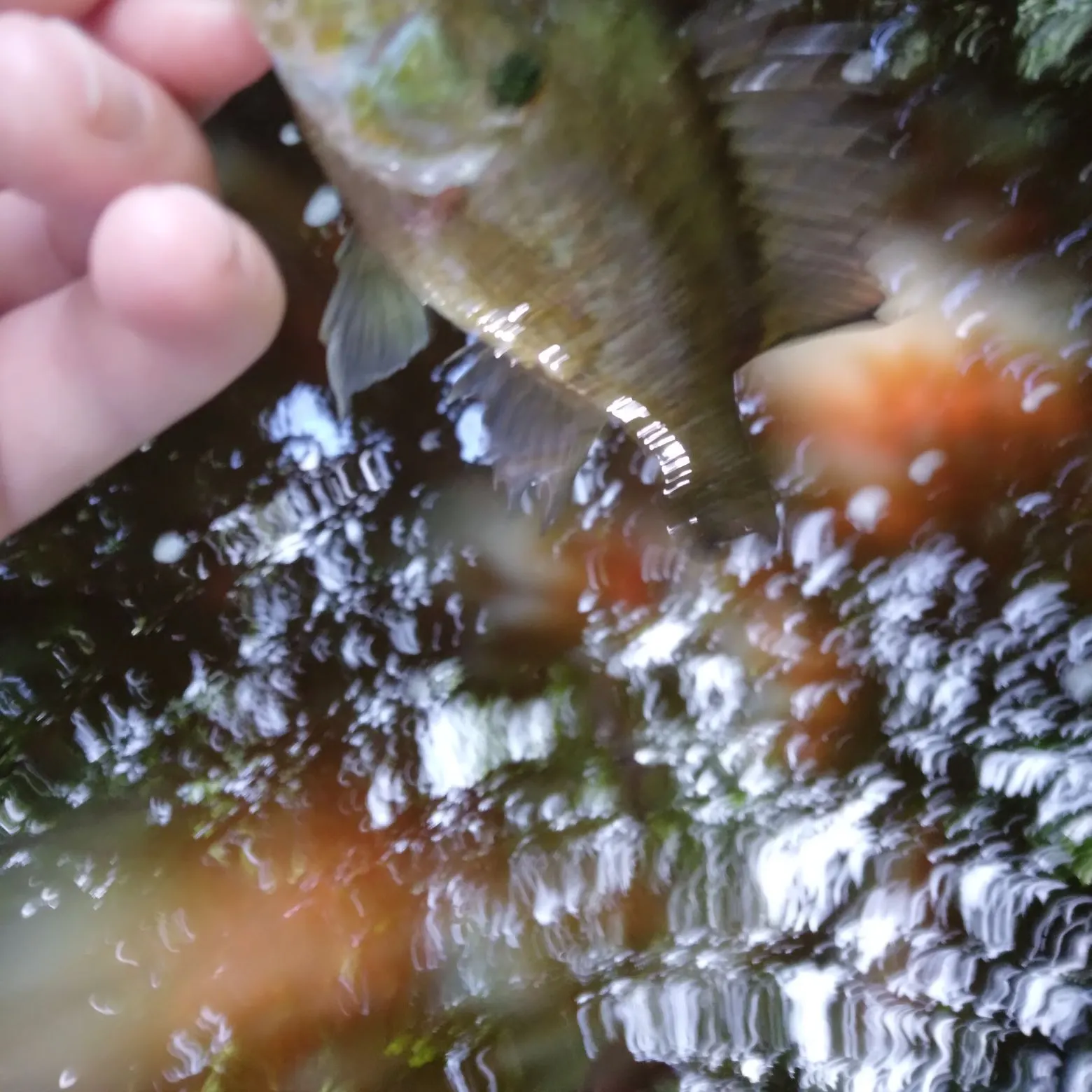 The most recent Wargill hybrid catches on Fishbrain