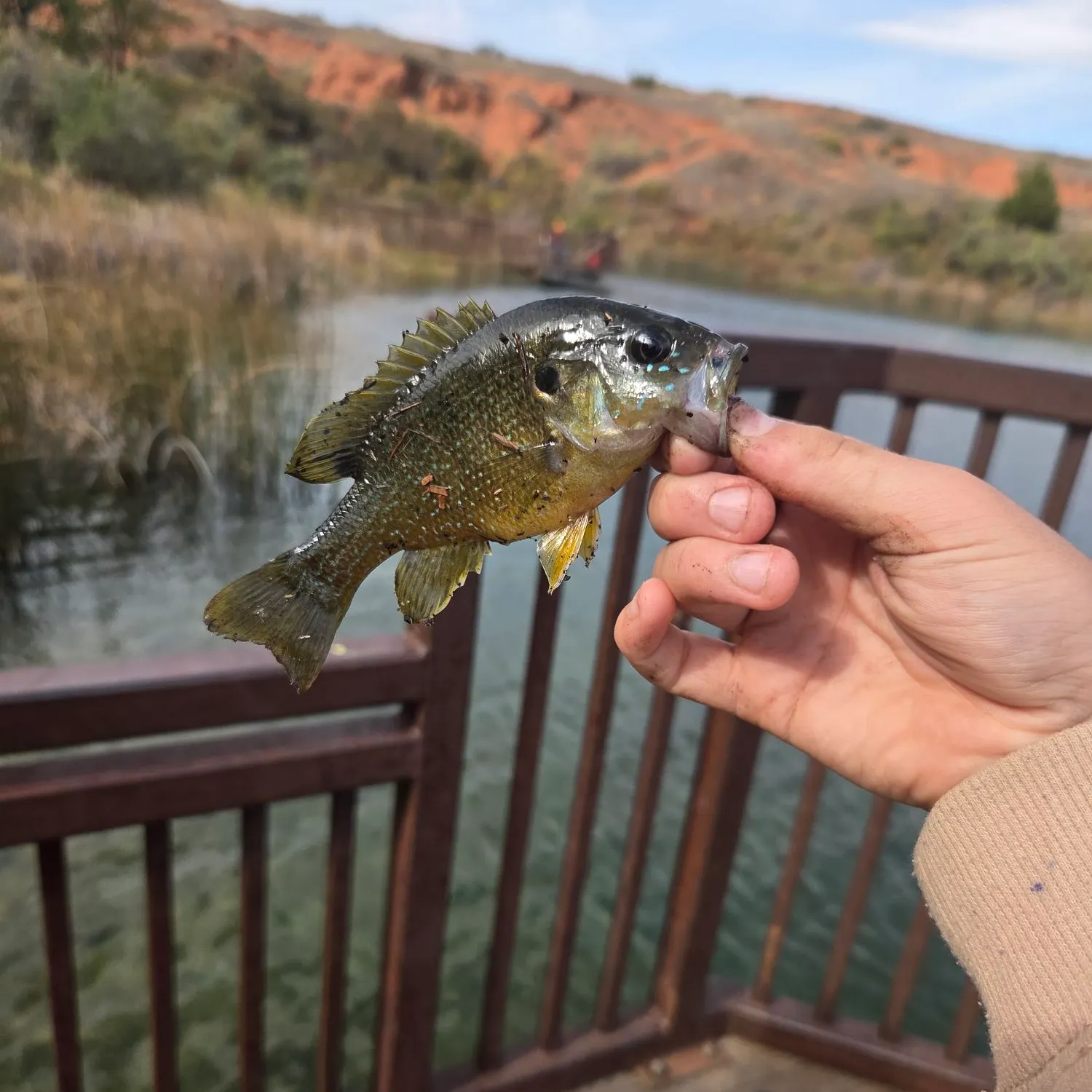 Green sunfish caught on Fishbrain