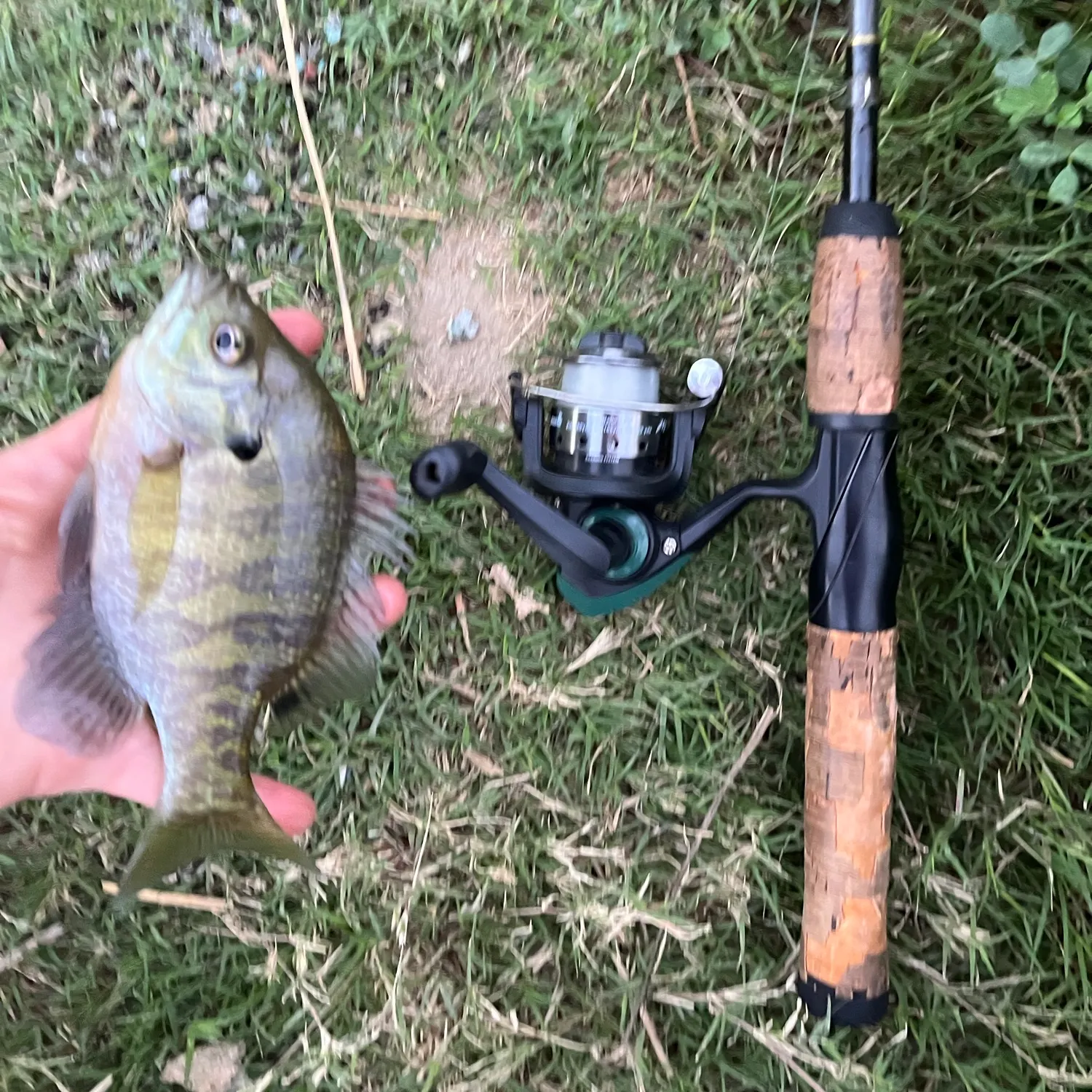Bluegill caught on Fishbrain