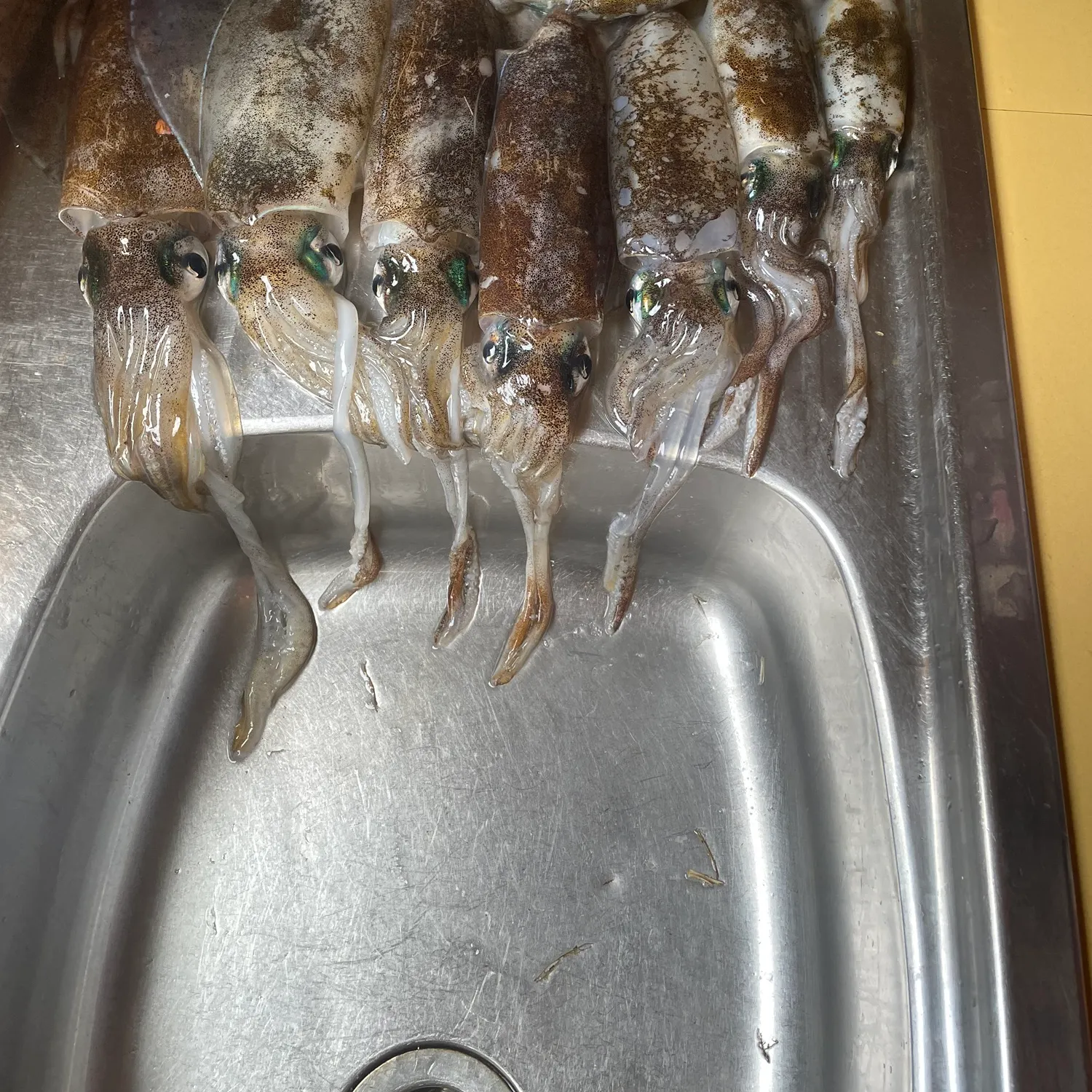 The most recent Southern calamari catches on Fishbrain