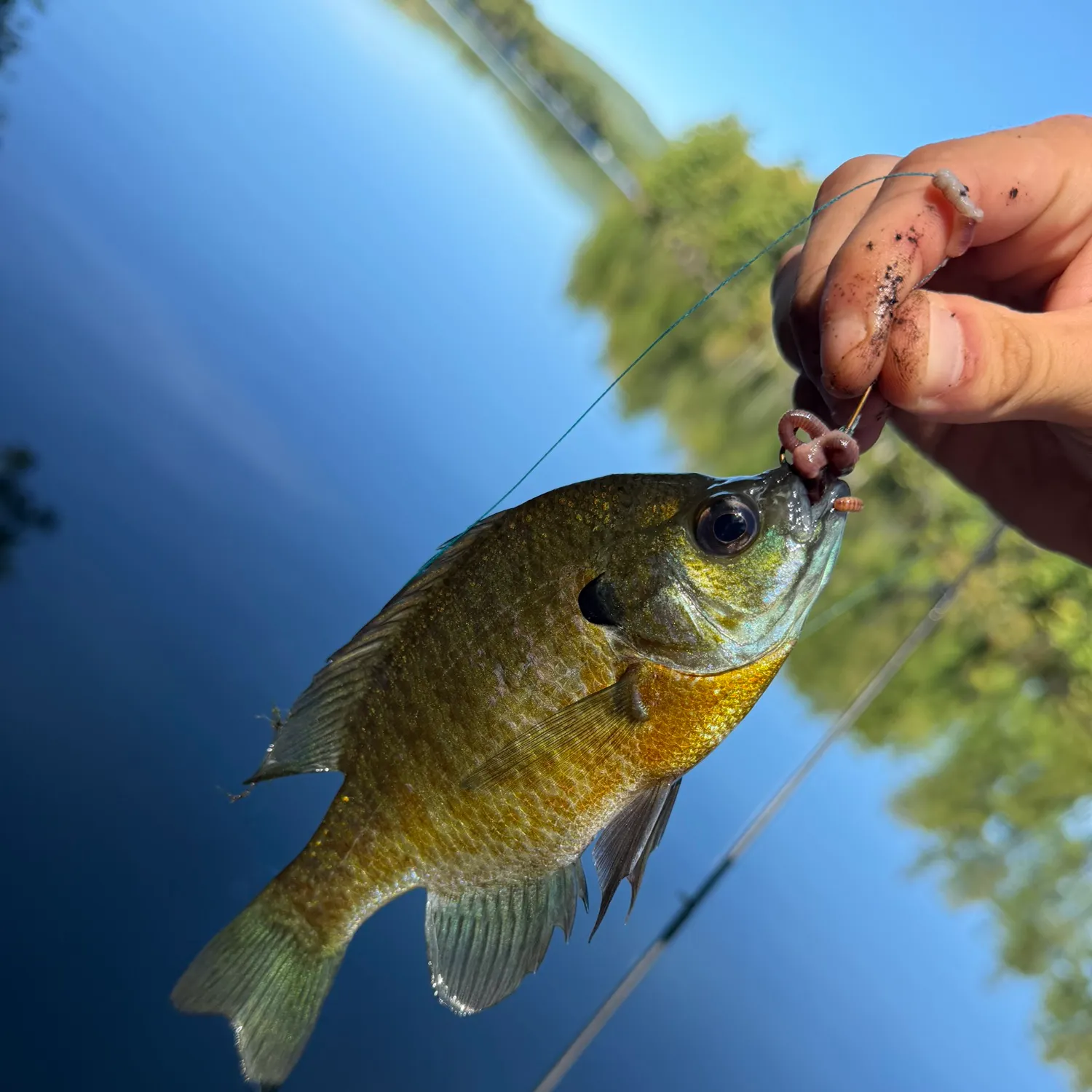 Bluegill caught on Fishbrain