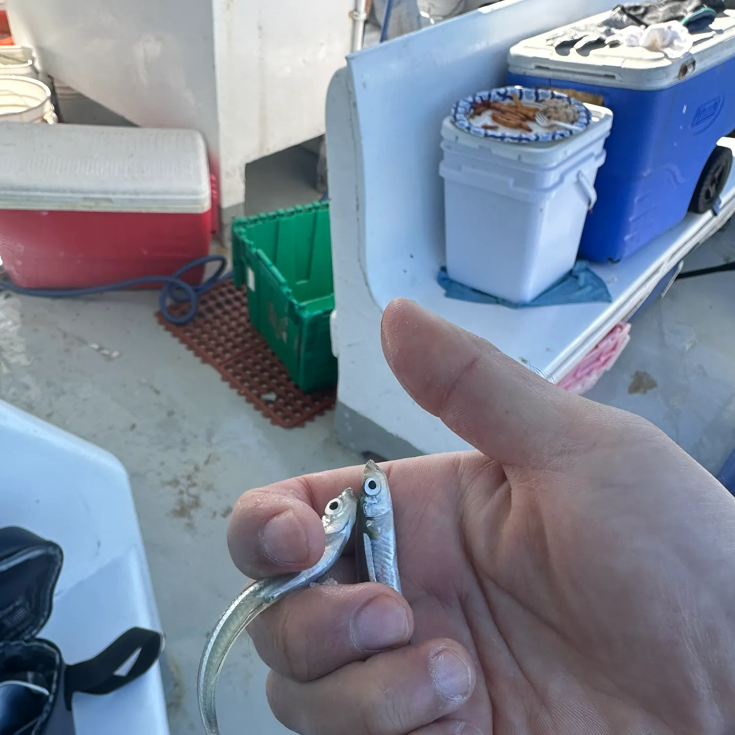 The most recent Atlantic silverside catches on Fishbrain