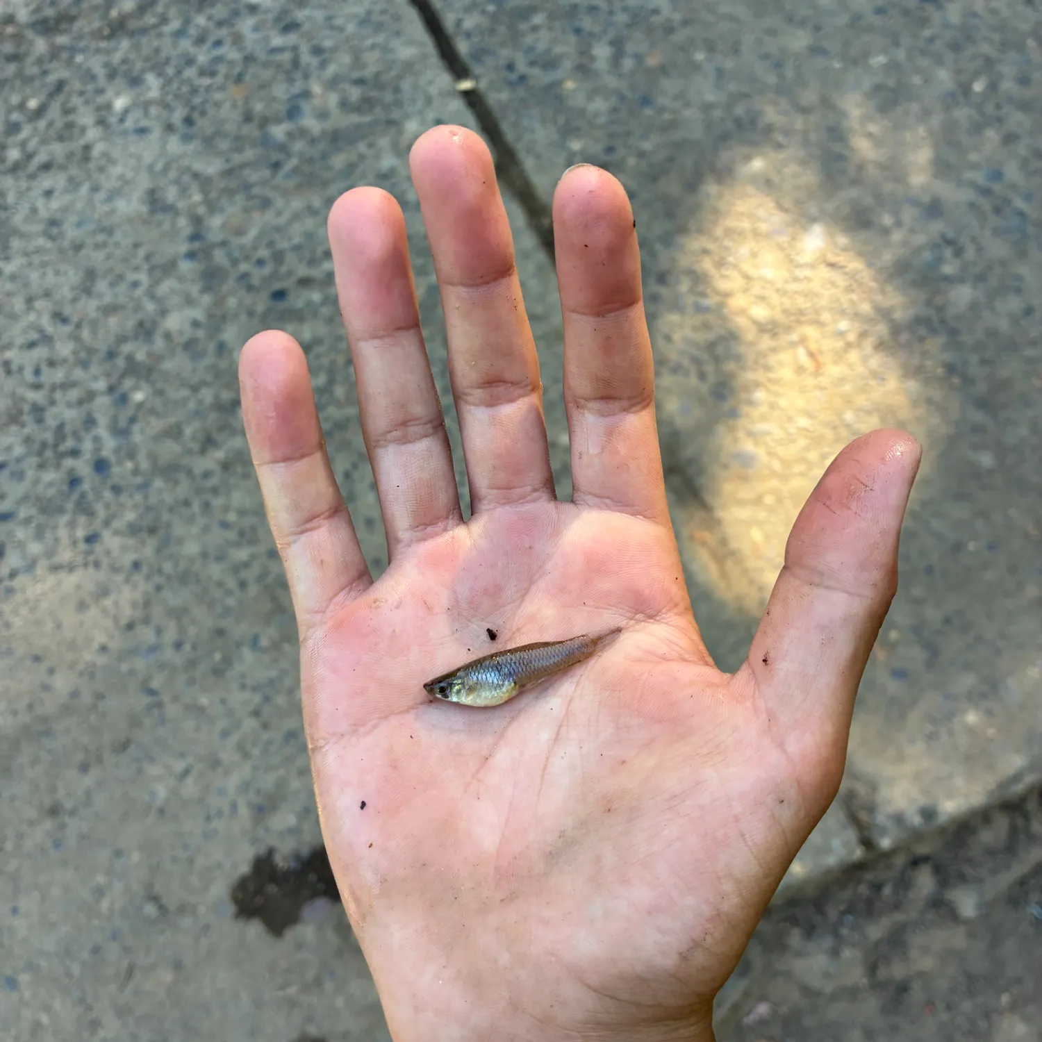 The most recent Western mosquitofish catches on Fishbrain