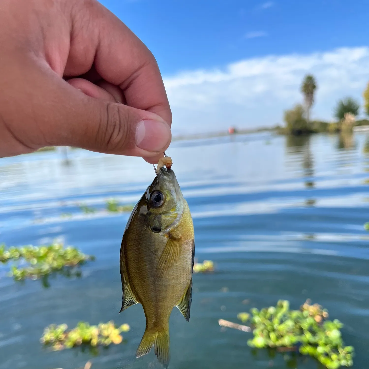 Bluegill caught on Fishbrain