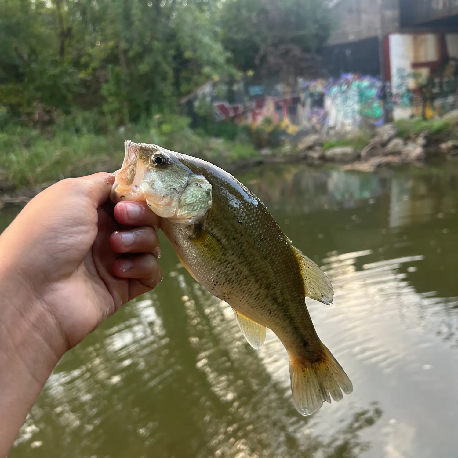 Largemouth bass caught on Fishbrain