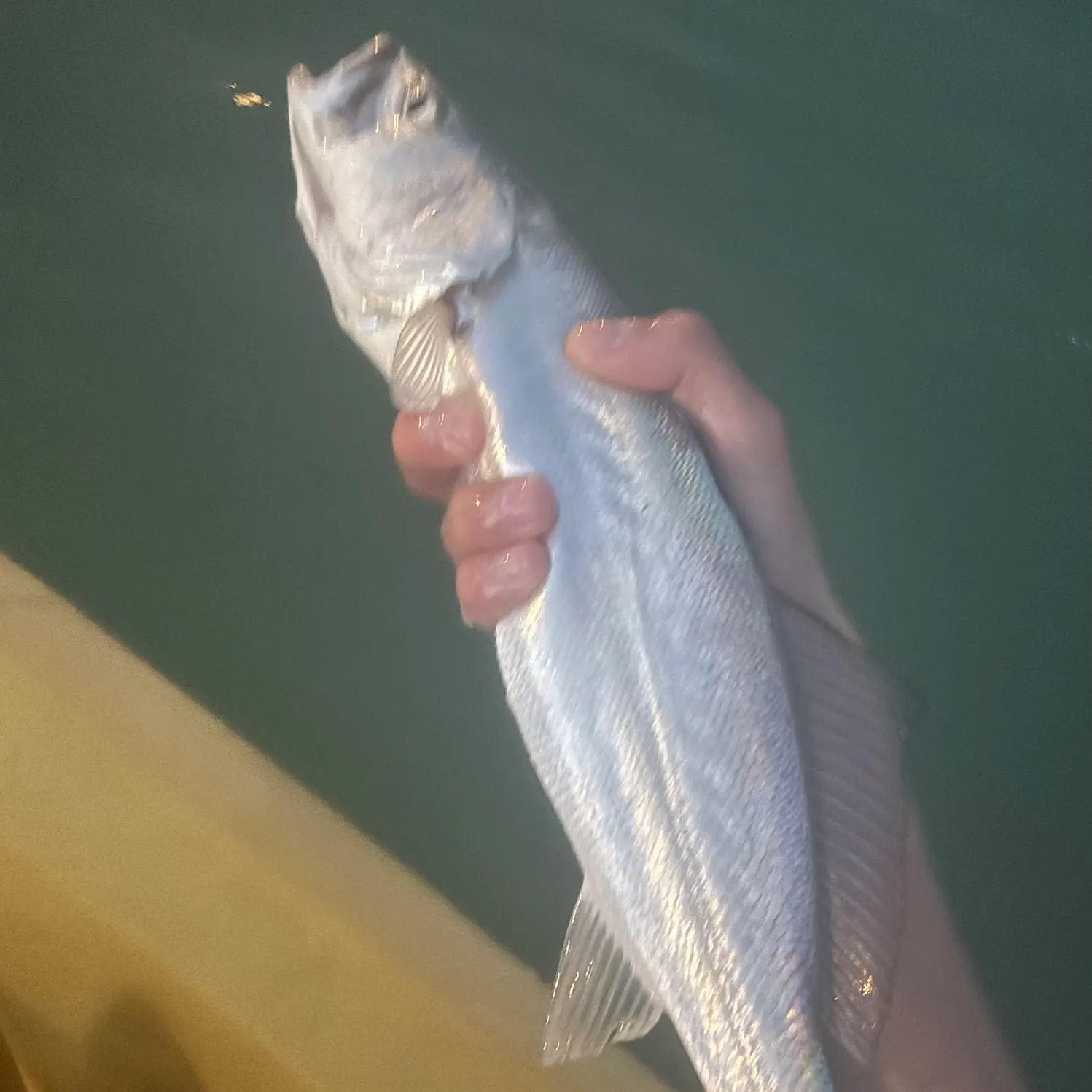 The most recent Shortfin corvina catches on Fishbrain