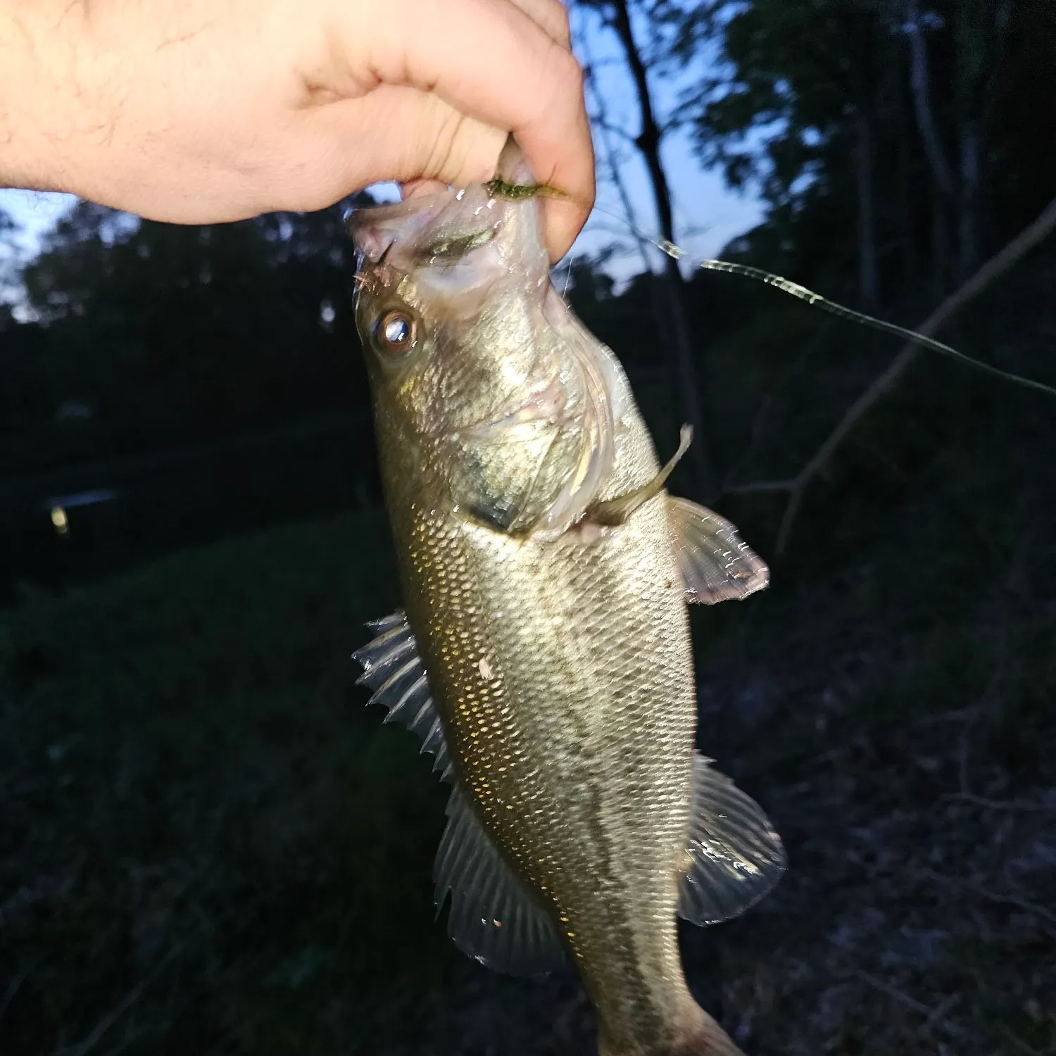 Largemouth bass caught on Fishbrain