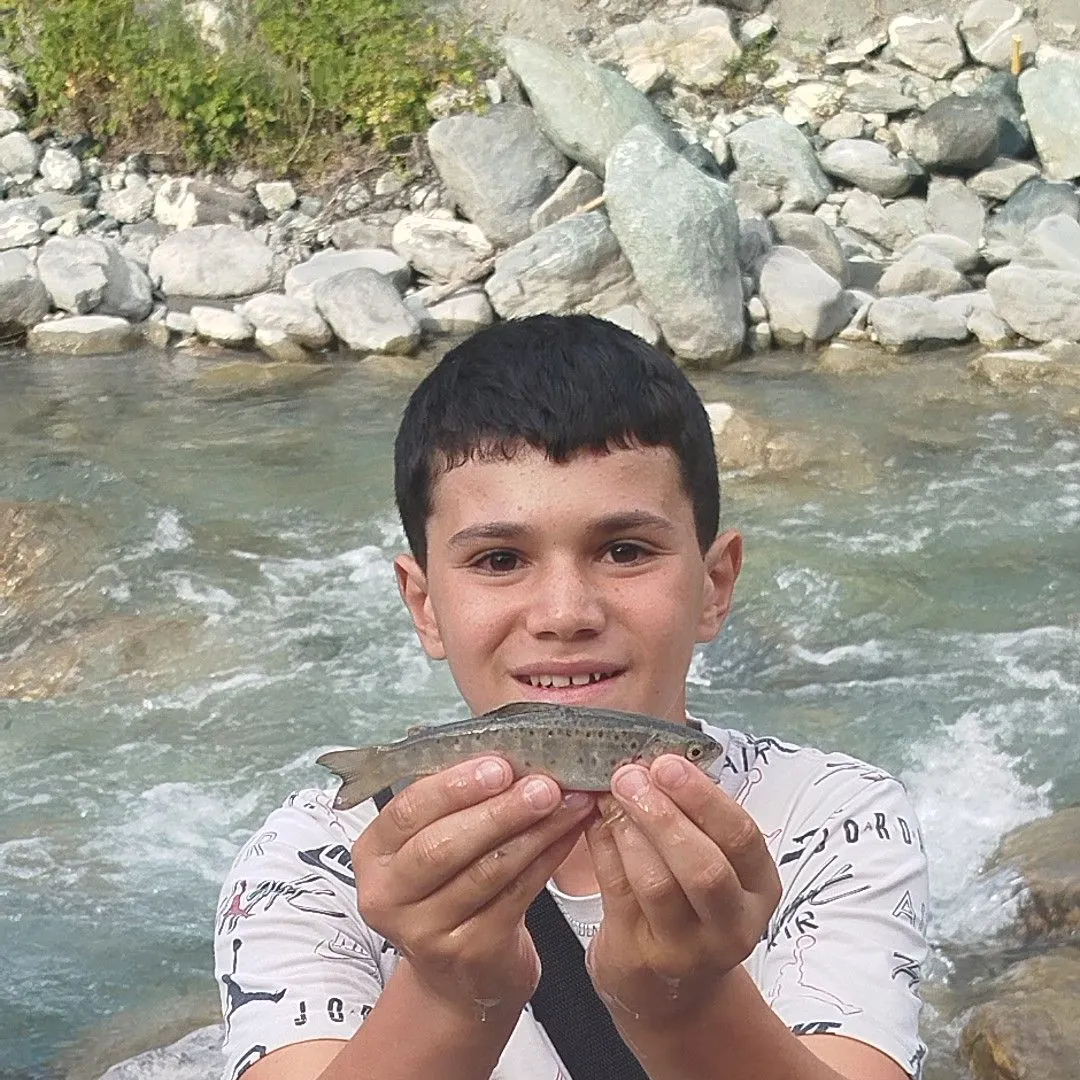 Brown trout caught on Fishbrain