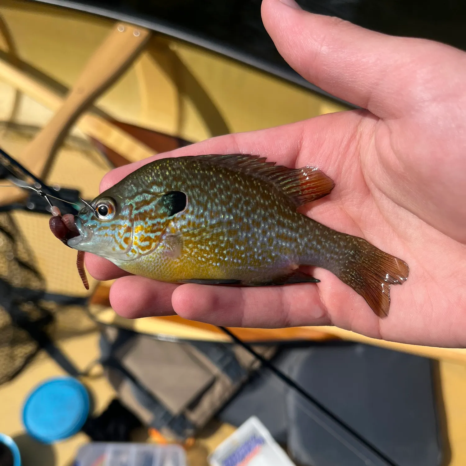 Longear sunfish caught on Fishbrain