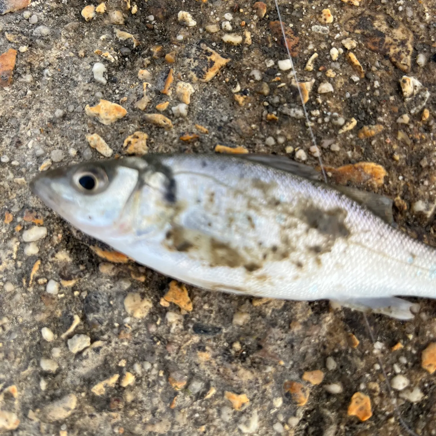 European seabass caught on Fishbrain