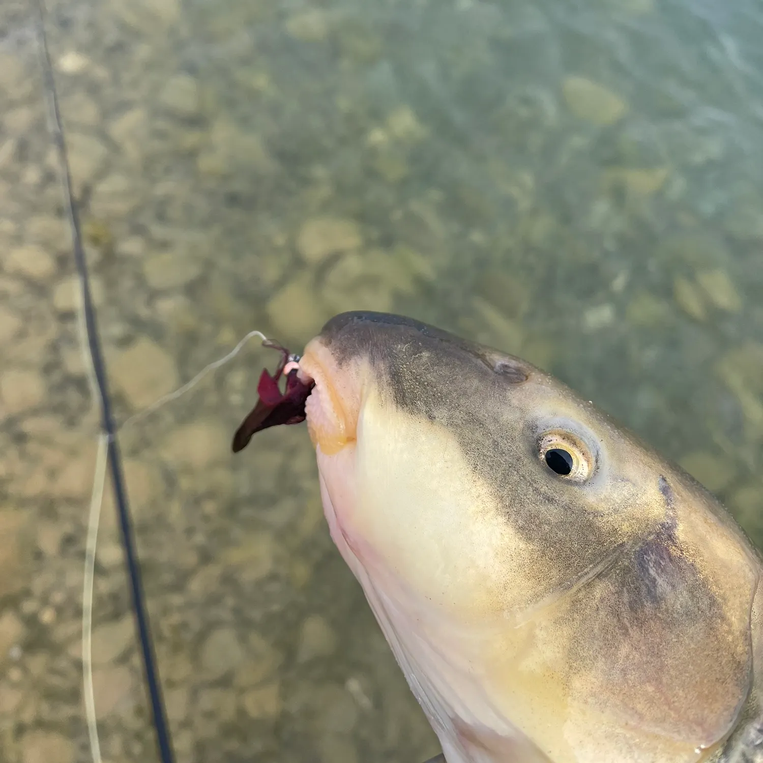 The most recent June sucker catches on Fishbrain