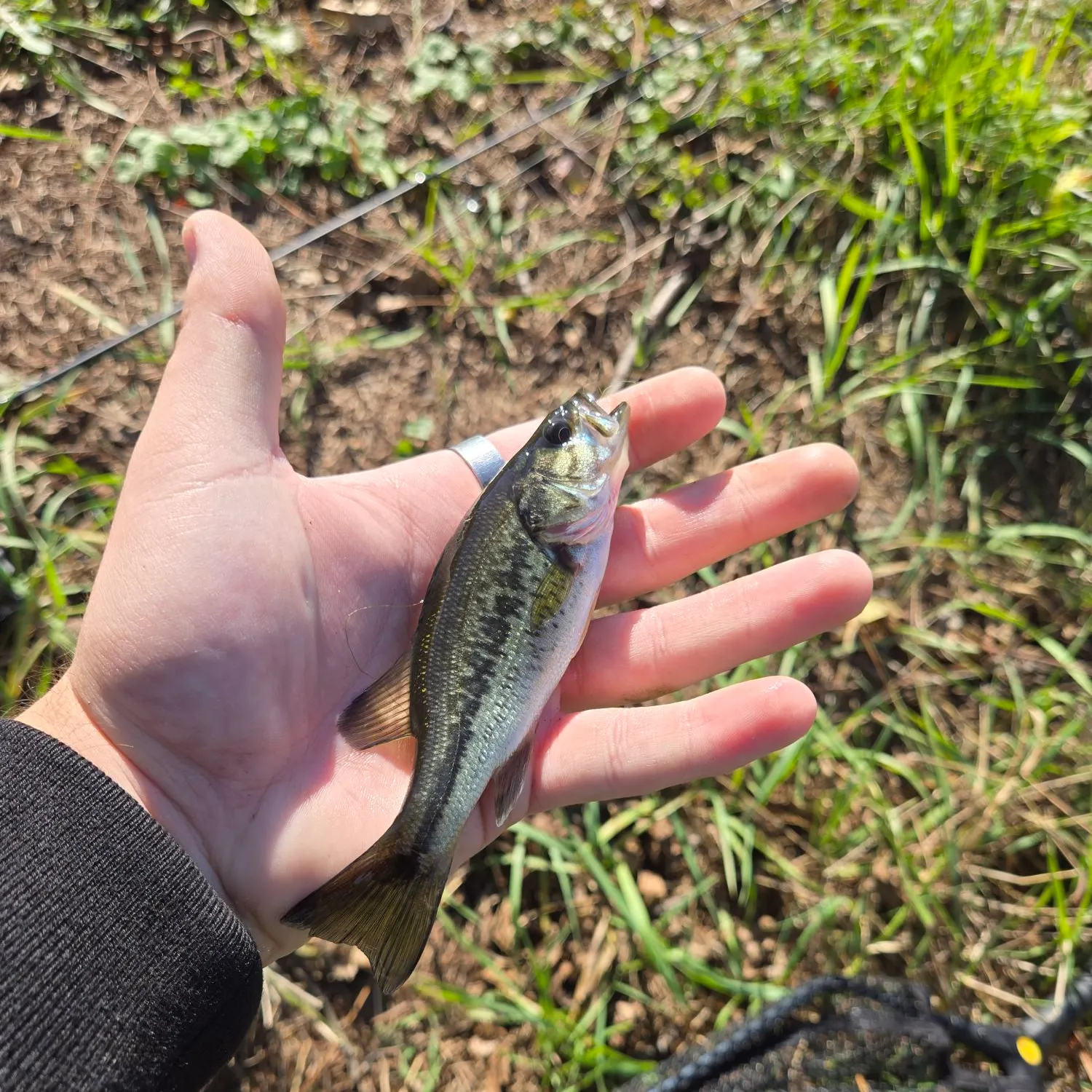 Spotted bass caught on Fishbrain