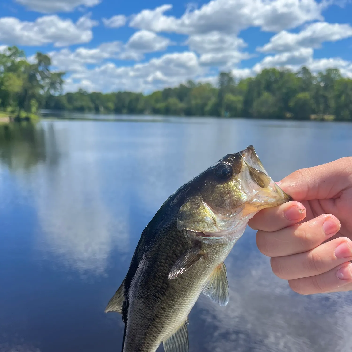 angler catch