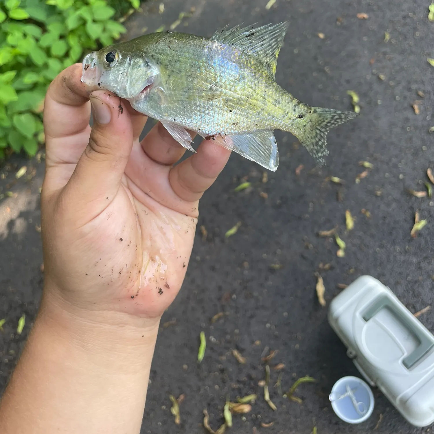 catch