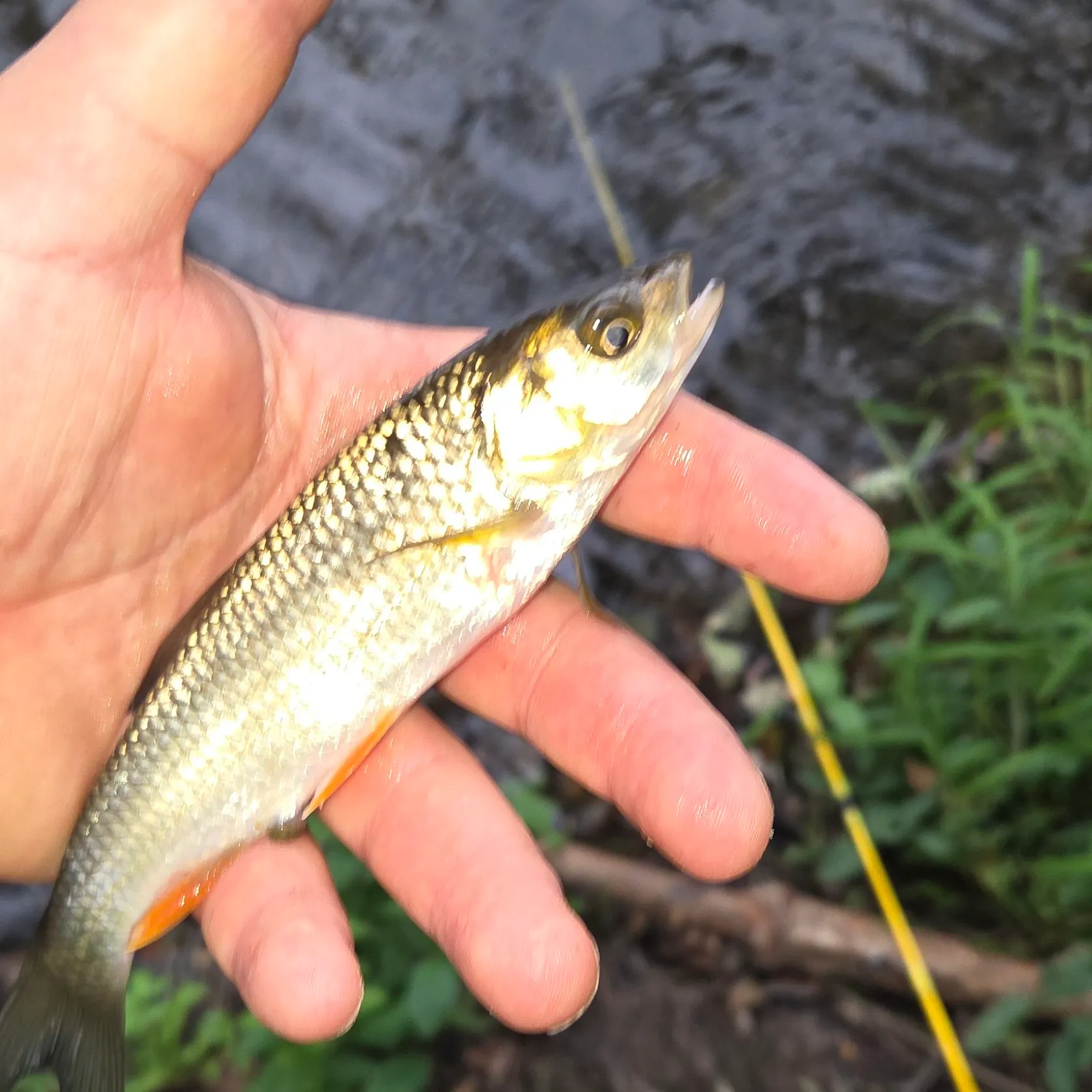European chub caught on Fishbrain