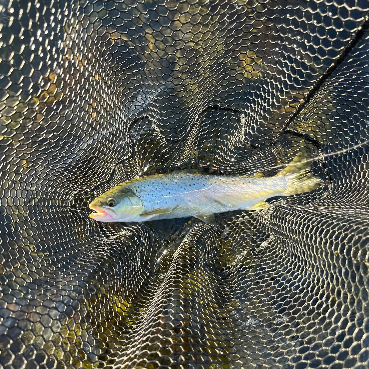 Sea trout caught on Fishbrain
