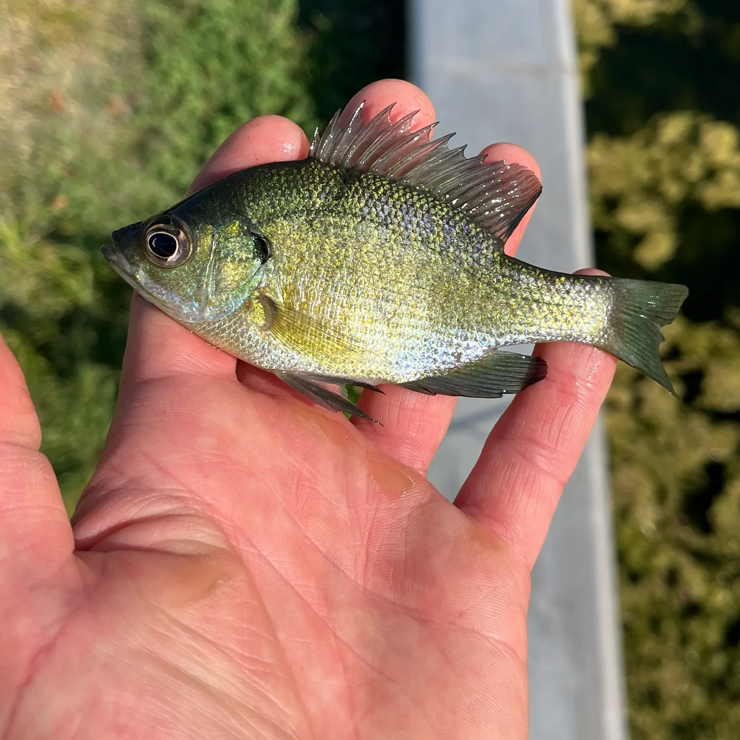 Bluegill caught on Fishbrain