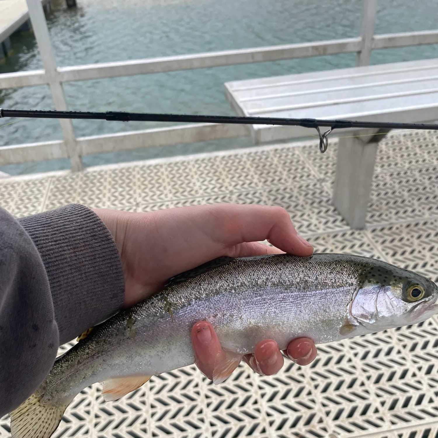 Rainbow trout caught on Fishbrain