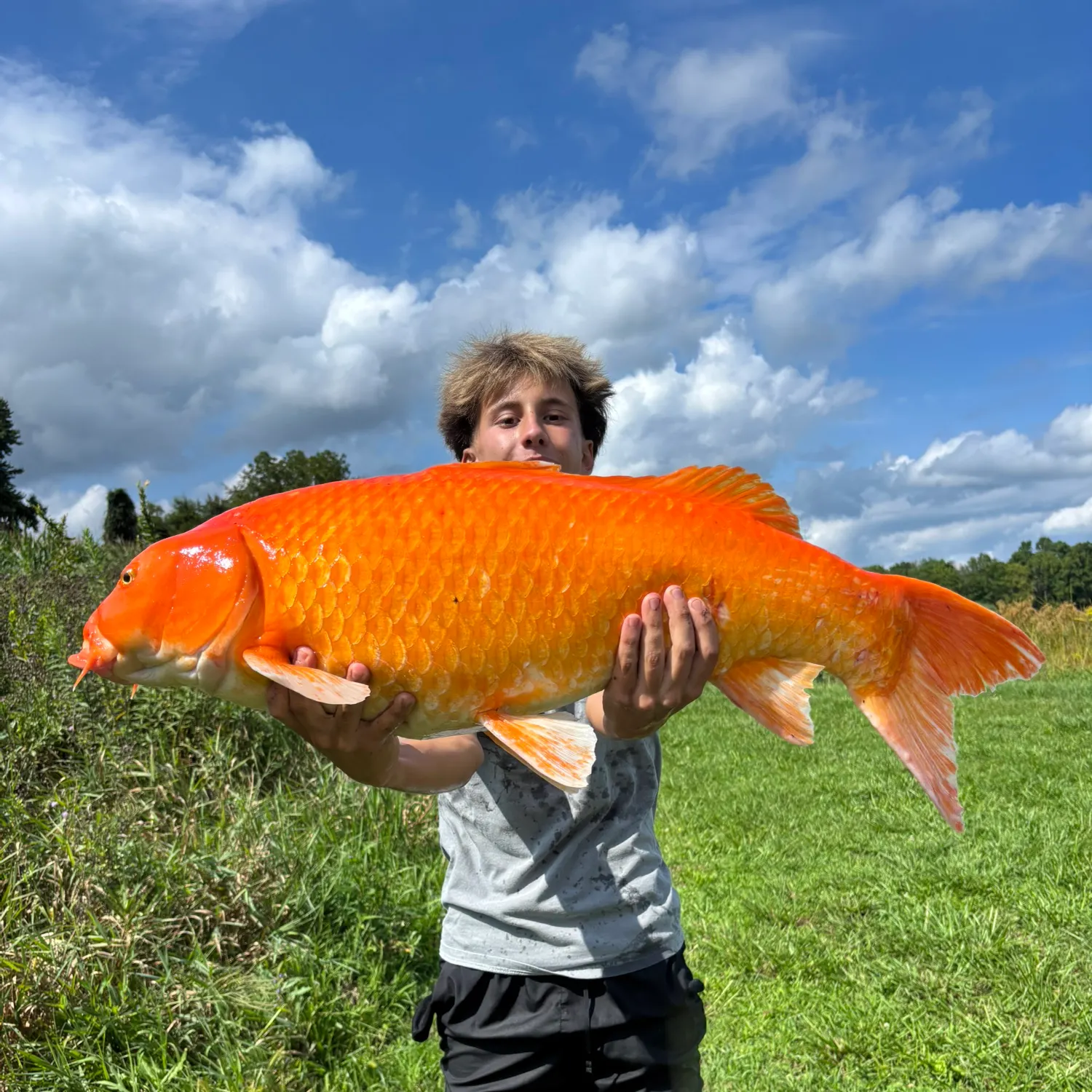 Koi carp caught on Fishbrain
