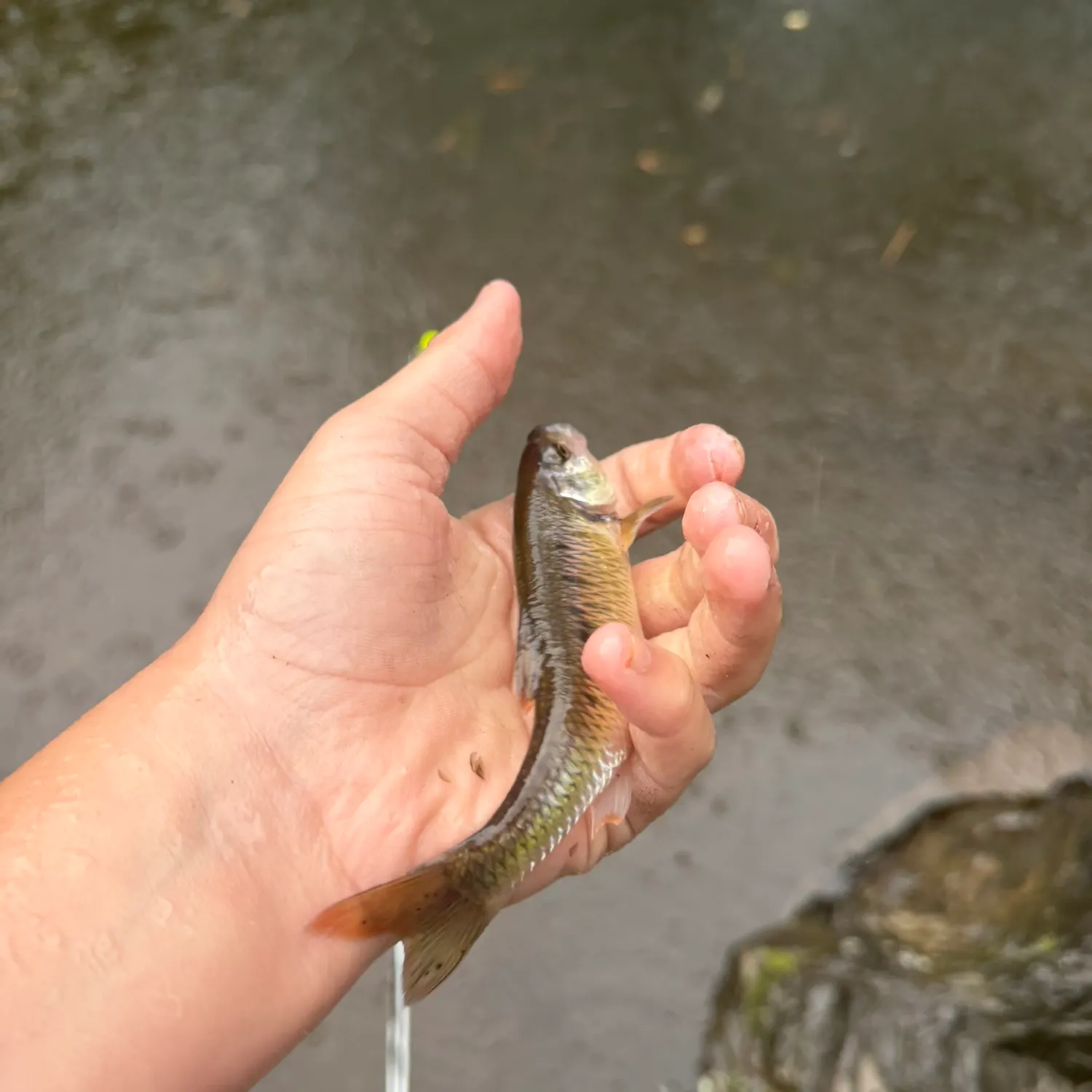 Common shiner caught on Fishbrain