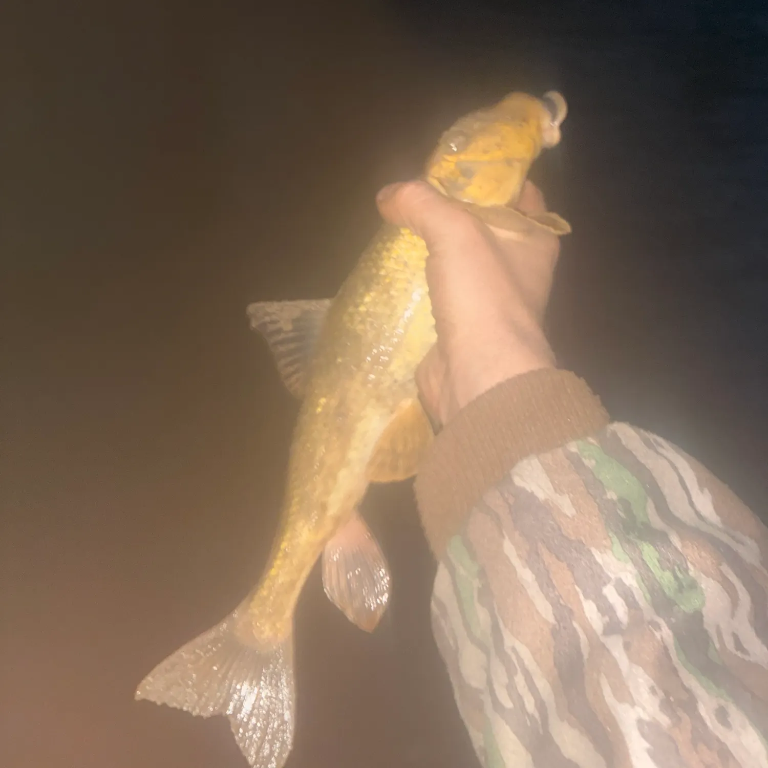 The most recent Northern hogsucker catches on Fishbrain