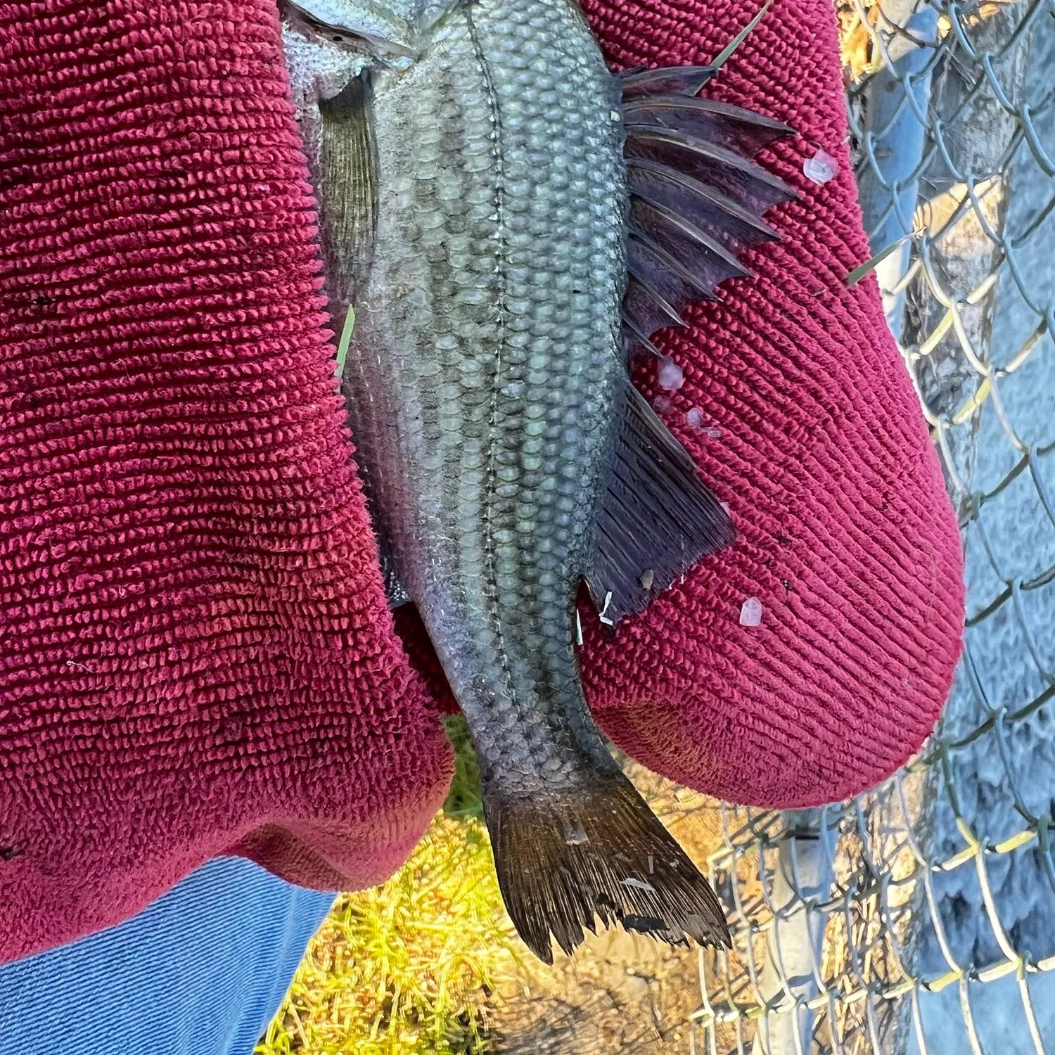 White perch caught on Fishbrain