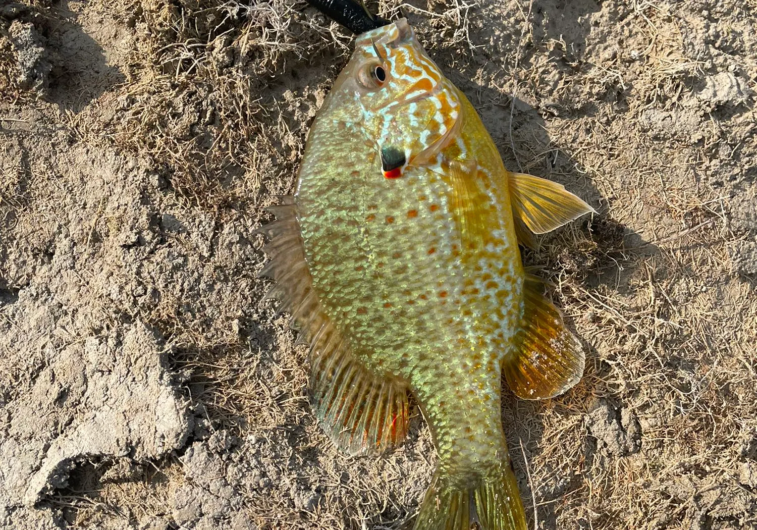 Orangespotted sunfish