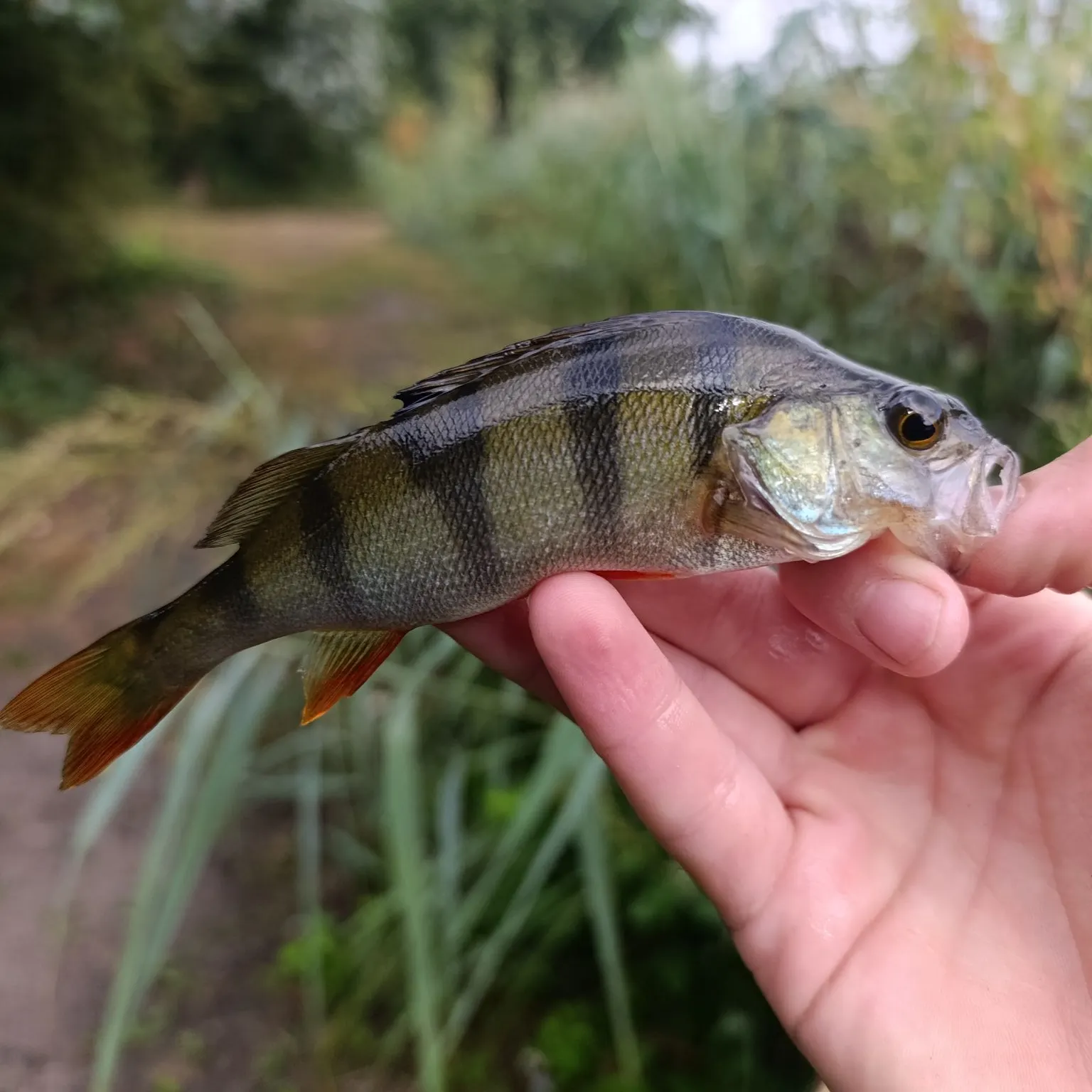 European perch caught on Fishbrain