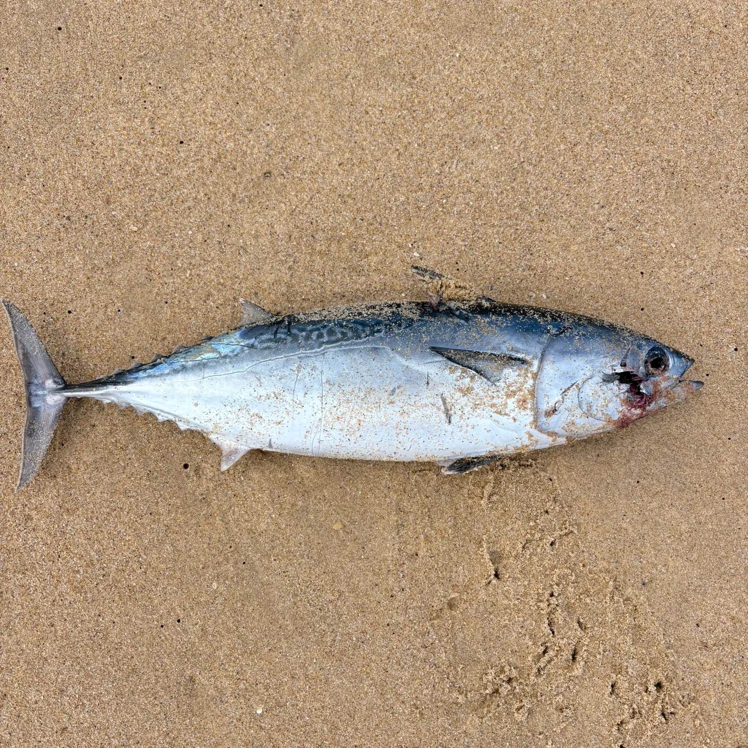 The most recent Kawakawa catches on Fishbrain