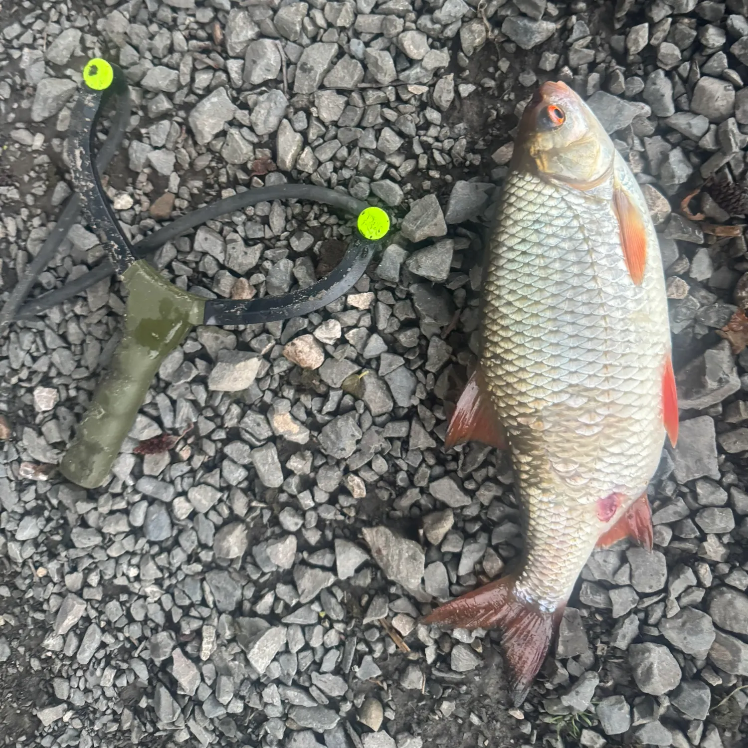 Common roach caught on Fishbrain