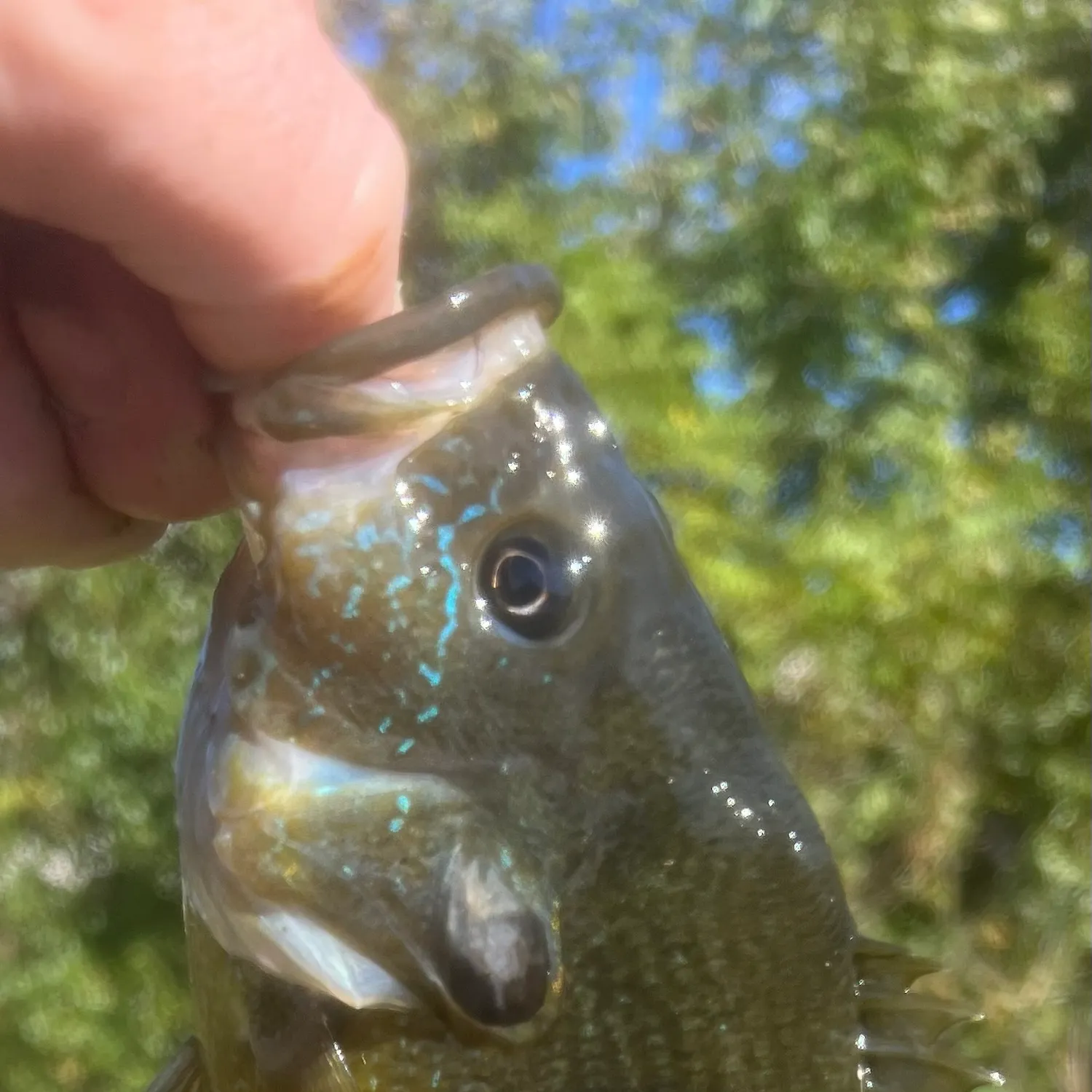 Green sunfish caught on Fishbrain