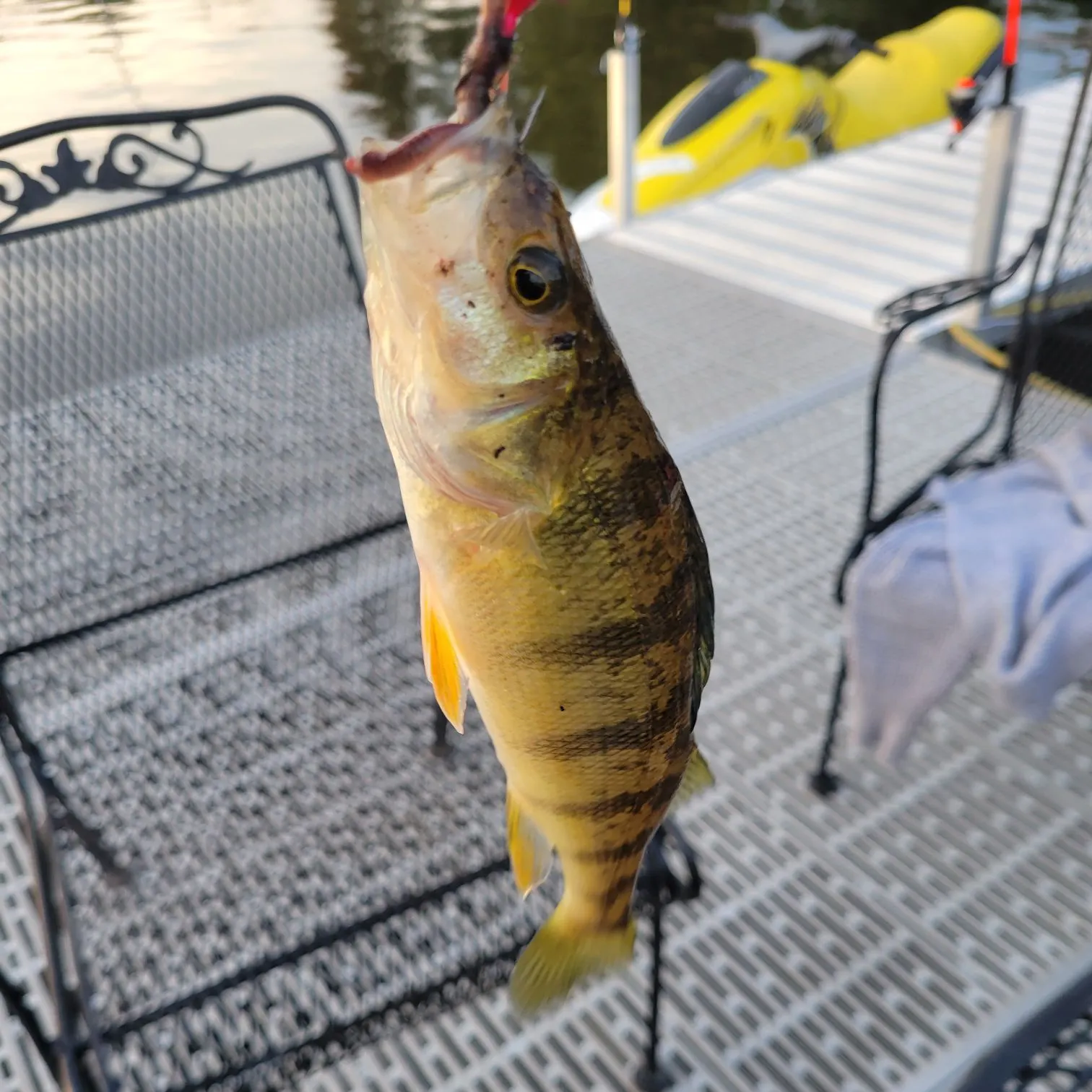 Yellow perch caught on Fishbrain