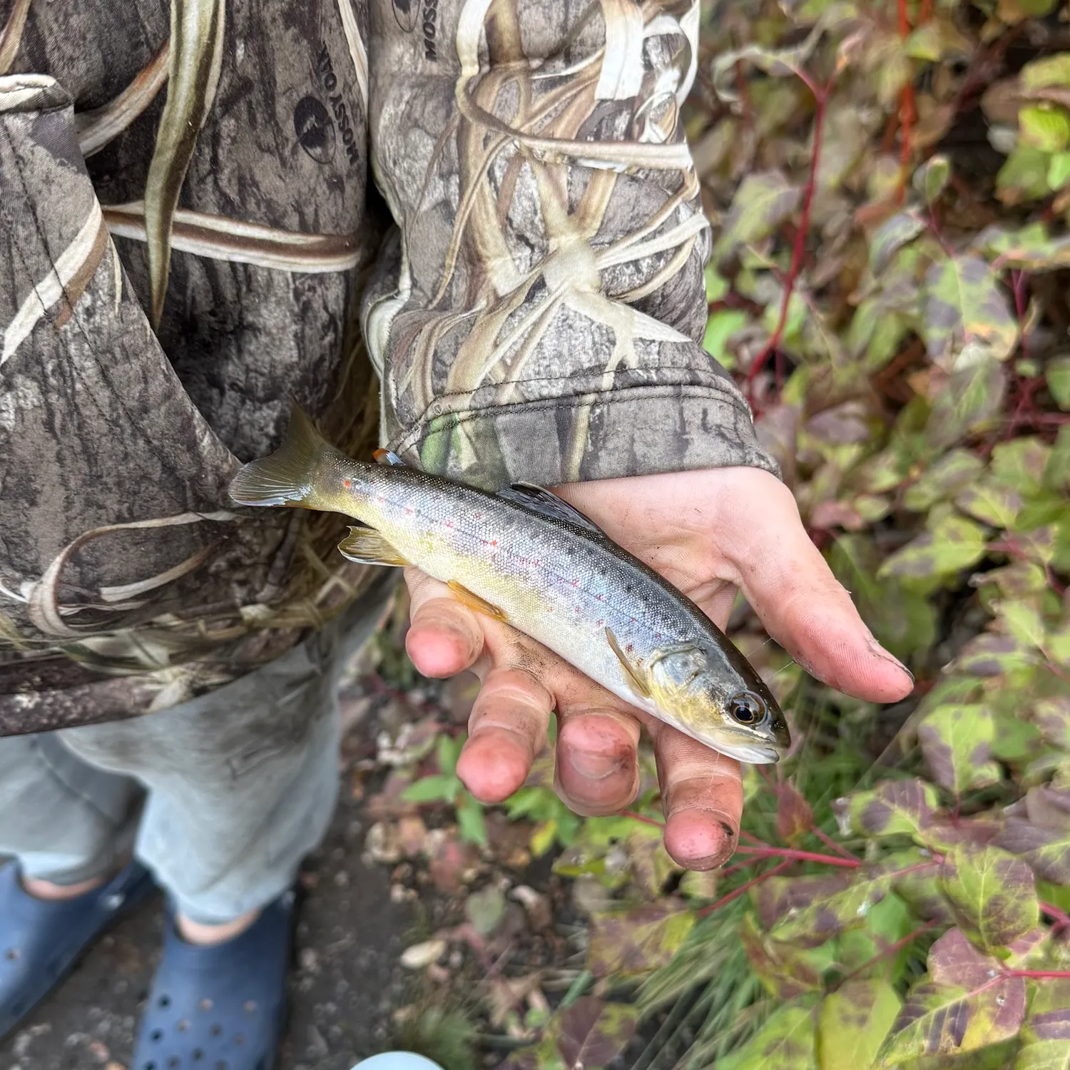 Brown trout caught on Fishbrain