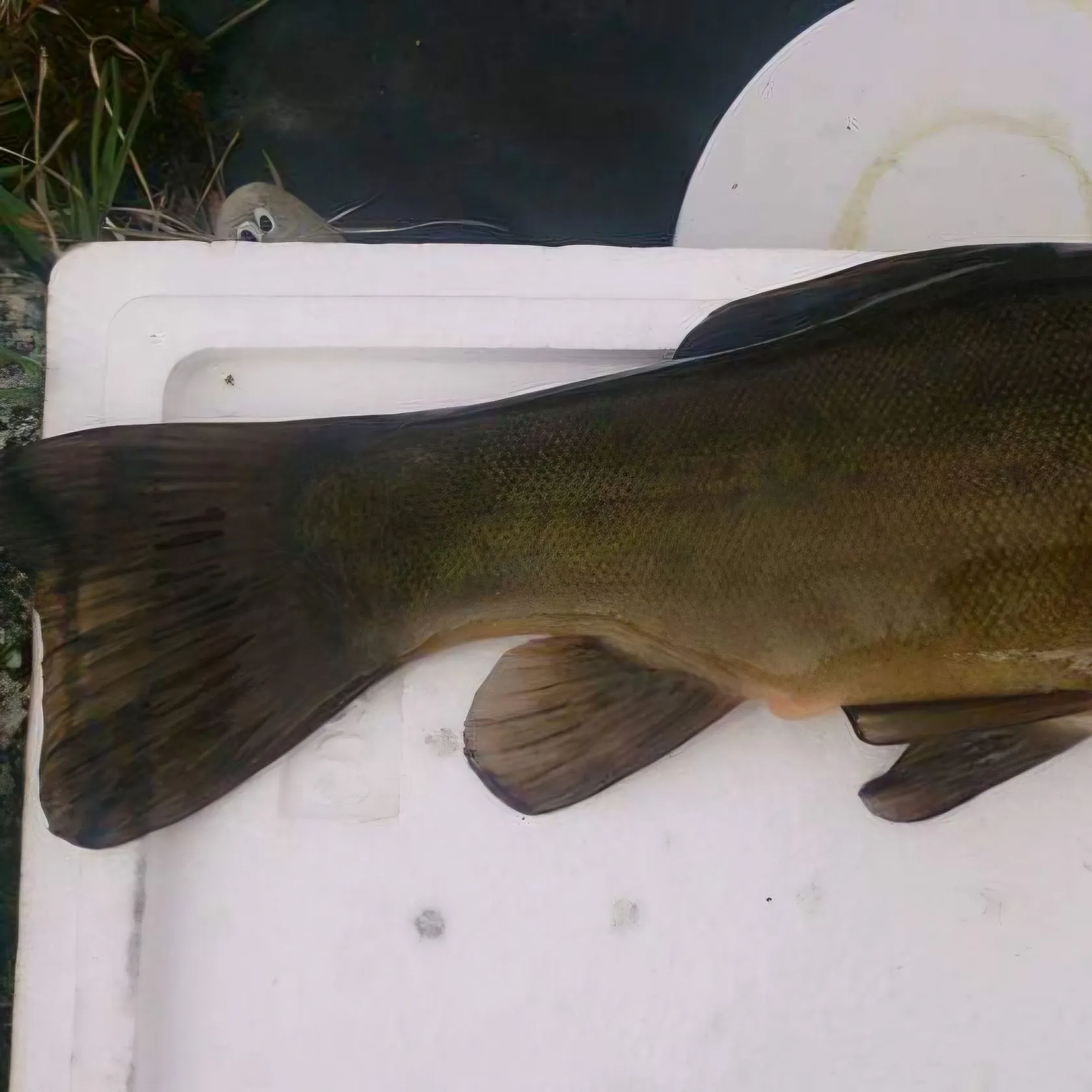 The most recent Tench catches on Fishbrain