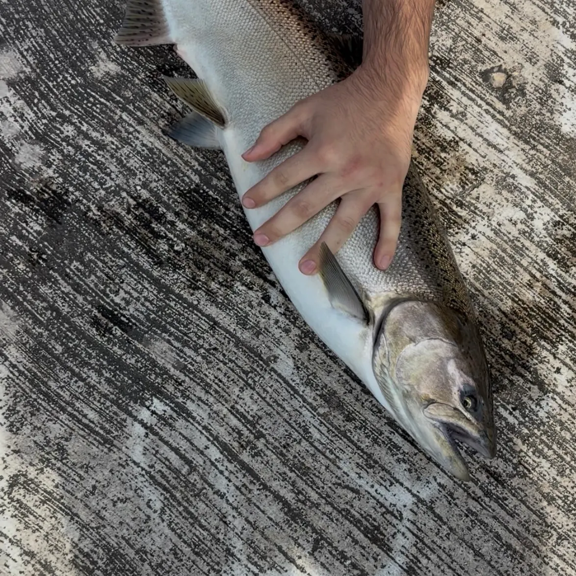Fish caught on Fishbrain