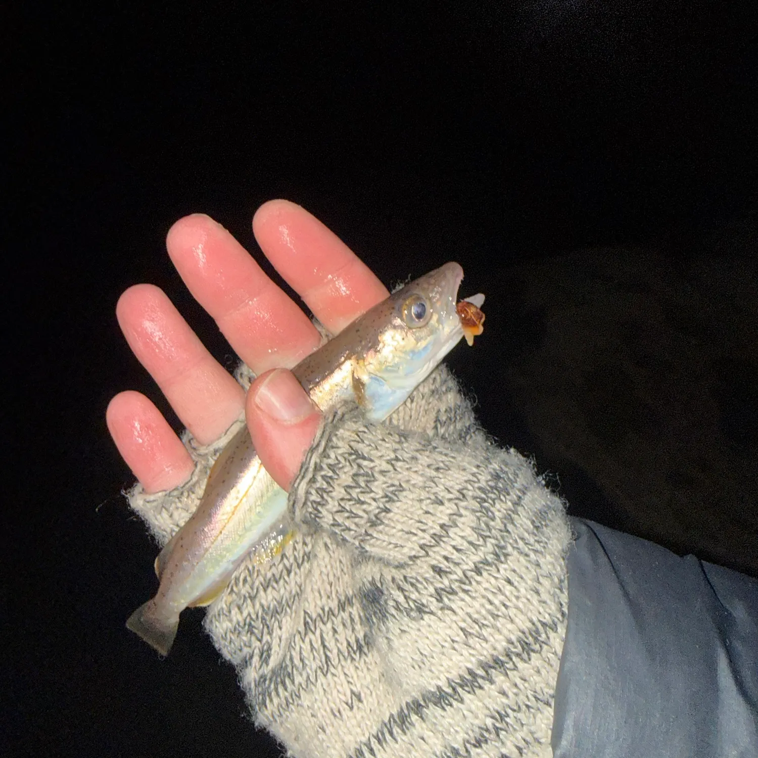 Whiting caught on Fishbrain