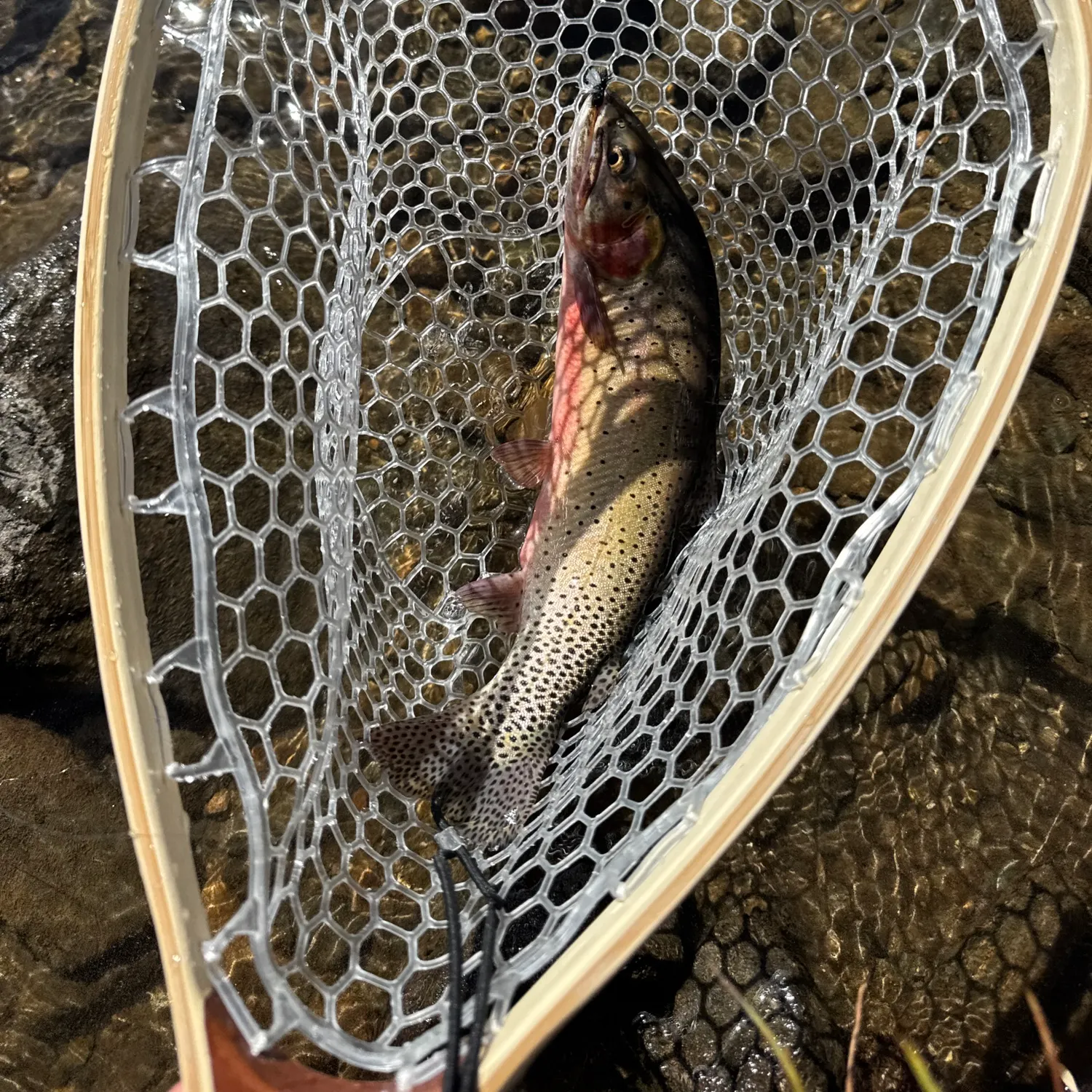 Cutthroat trout caught on Fishbrain