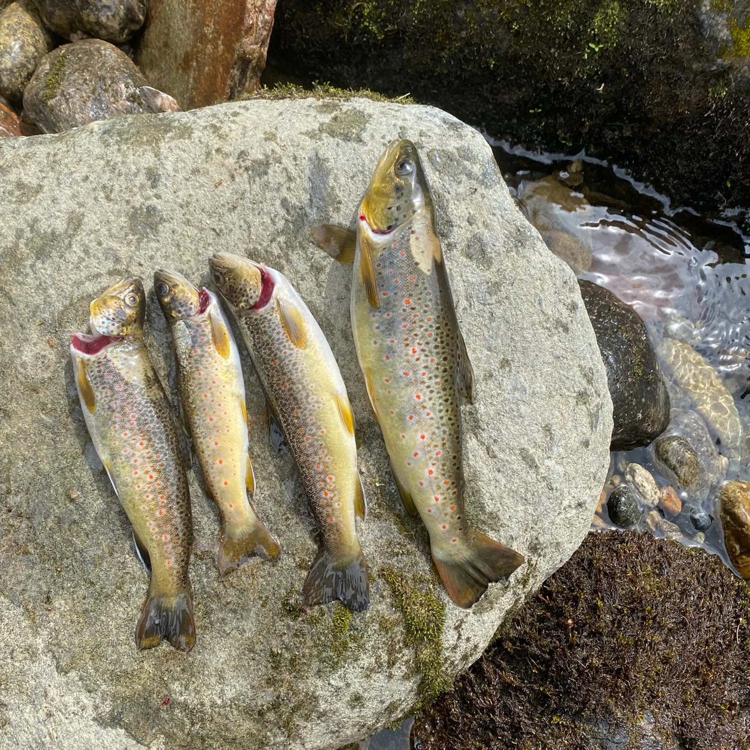 recently logged catches