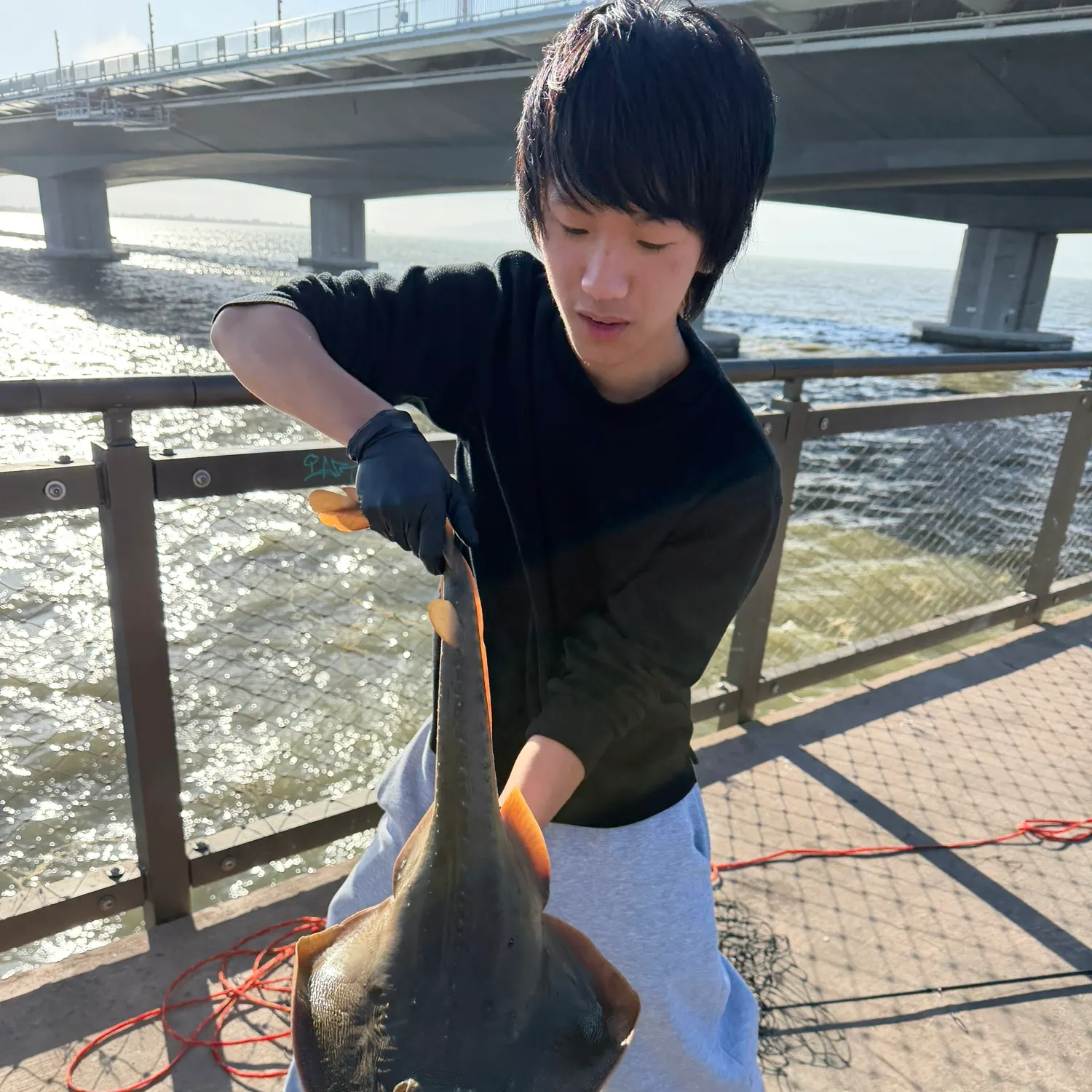 Thornback guitarfish caught on Fishbrain