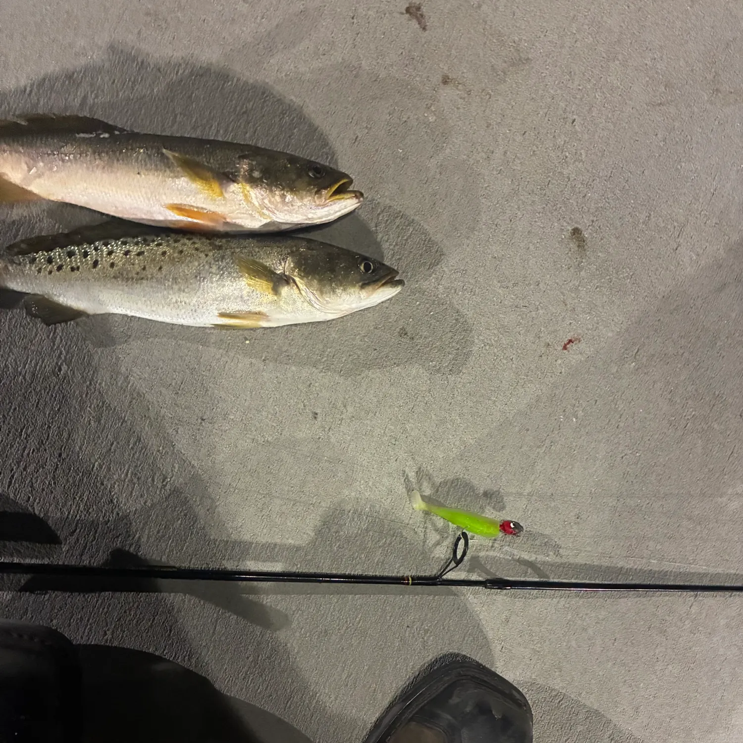 The most recent Gray weakfish catches on Fishbrain