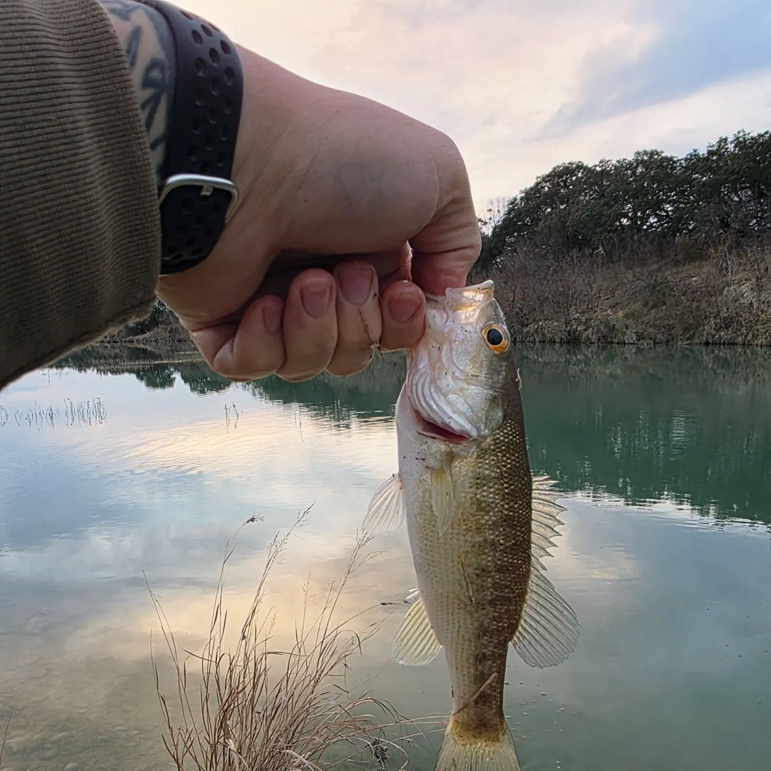 The most recent Guadalupe bass catches on Fishbrain