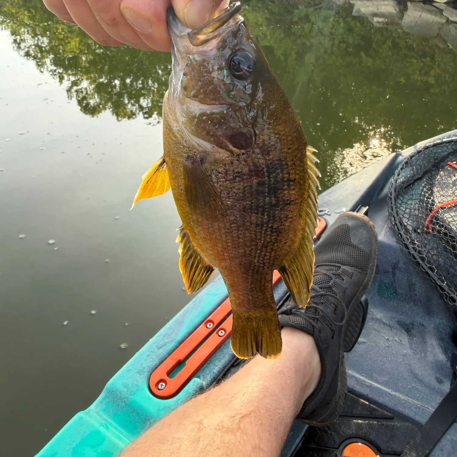 Bluegill caught on Fishbrain
