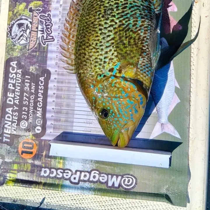 The most recent Three spotted tilapia catches on Fishbrain