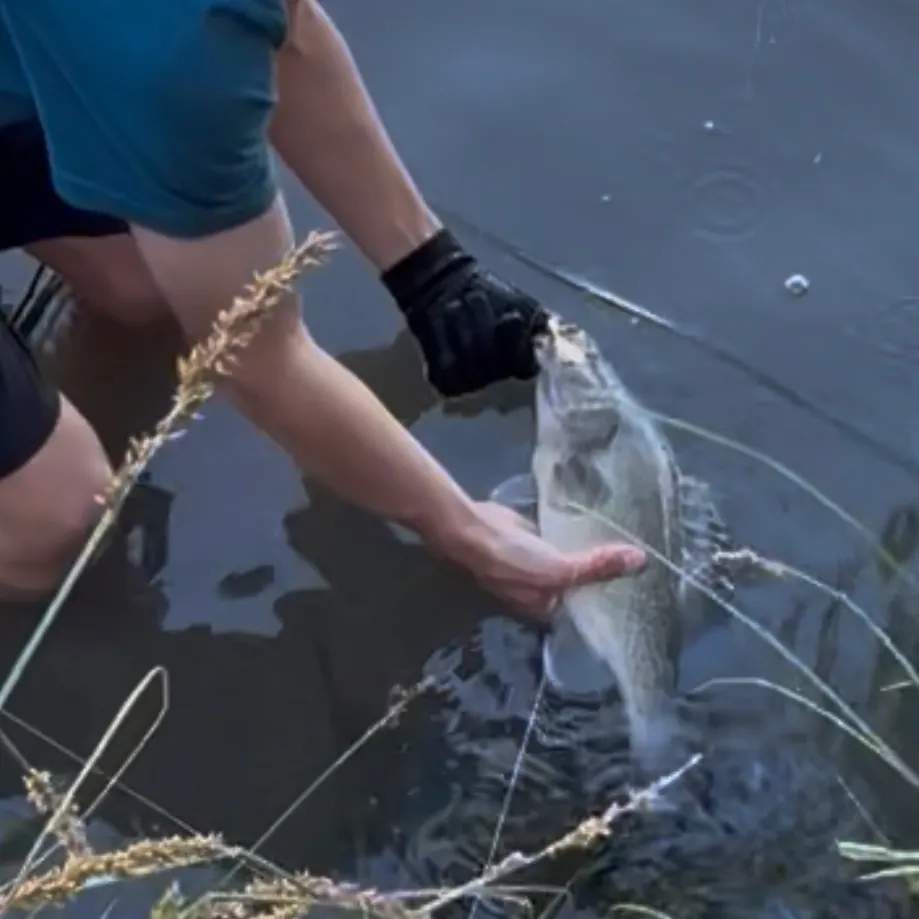 Murray cod caught on Fishbrain