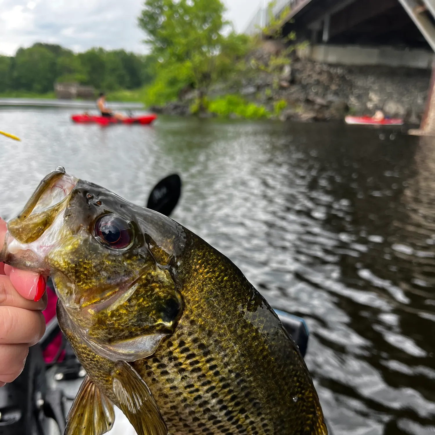 recently logged catches