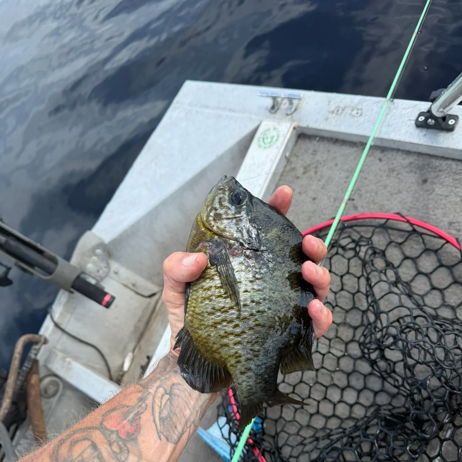 Bluegill caught on Fishbrain