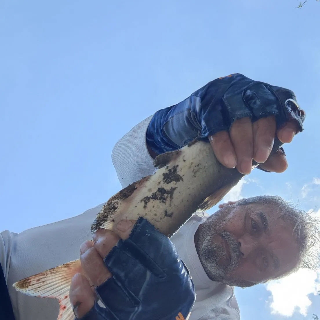 Channel catfish caught on Fishbrain