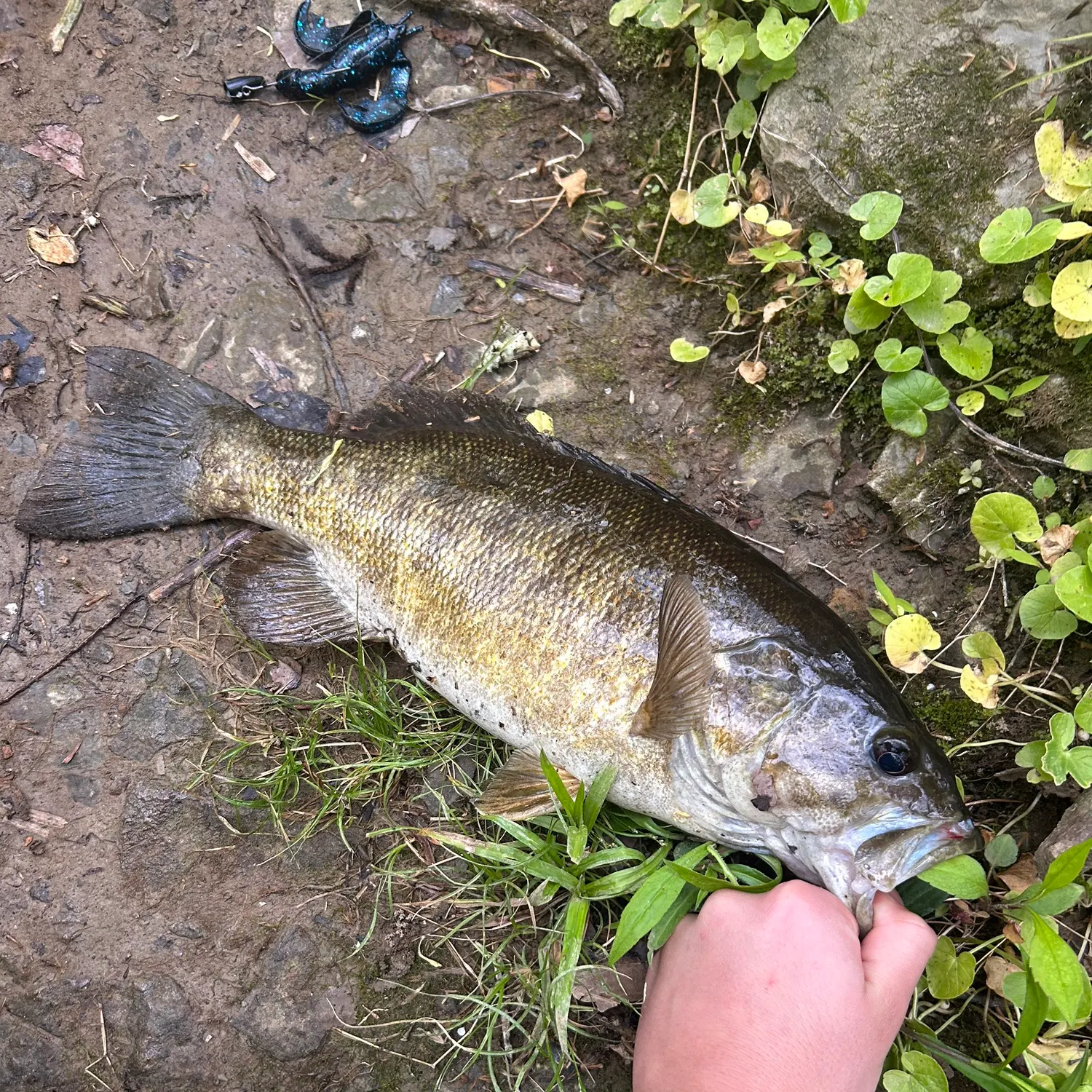 Smallmouth bass caught on Fishbrain